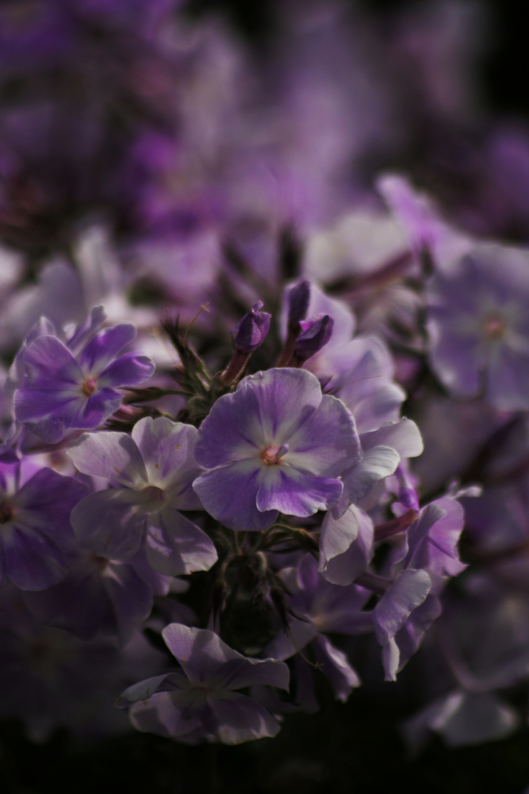 Растение месяца: Флокс метельчатый