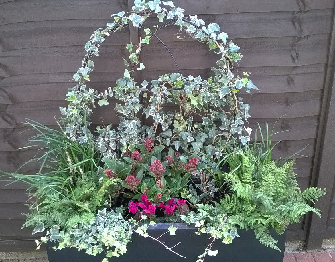 Блиц-озеленение: Как получить цветущий балкон за два дня