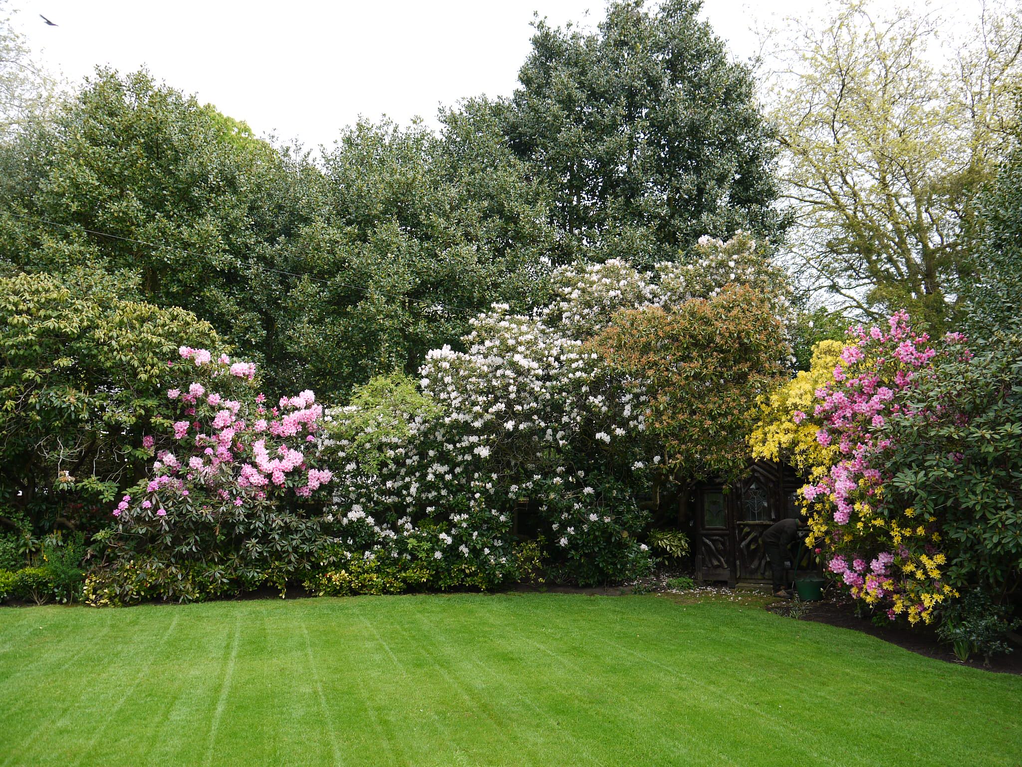 Декоративные кустарники: 12 причин посадить их в своем саду