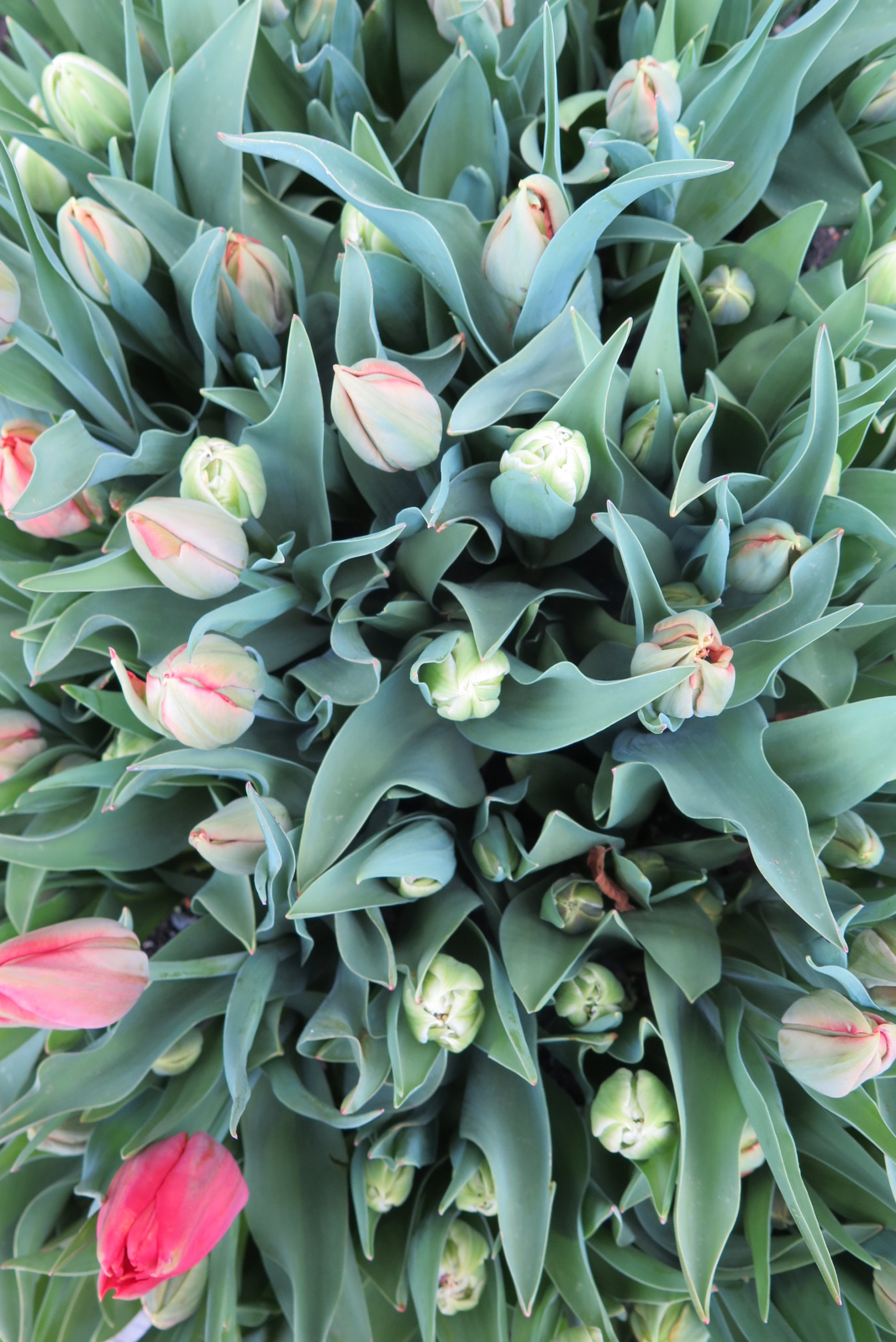 Растение месяца: Тюльпан на подоконнике к 8 Марта