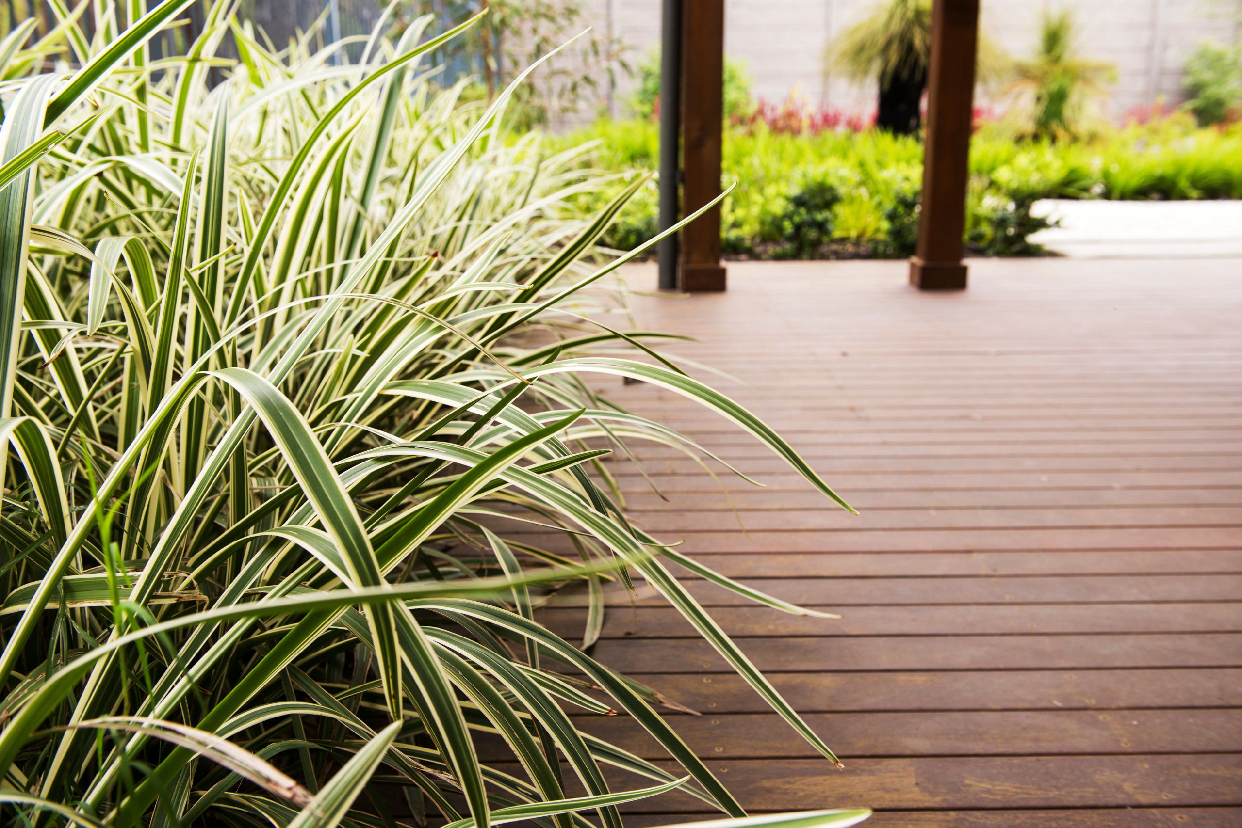 Растения: Выбираем декоративнолистные для сада