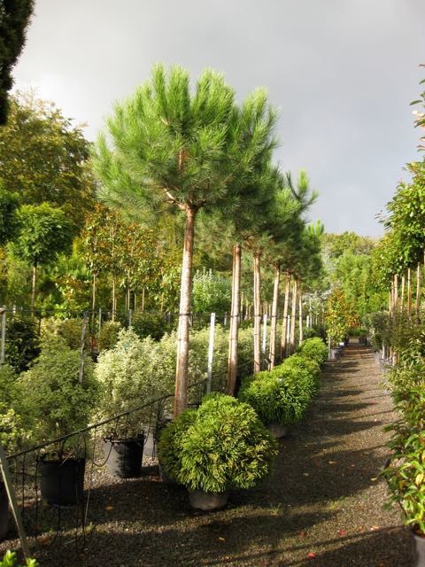 Ленивый сад: 17 советов, которые сэкономят вам силы