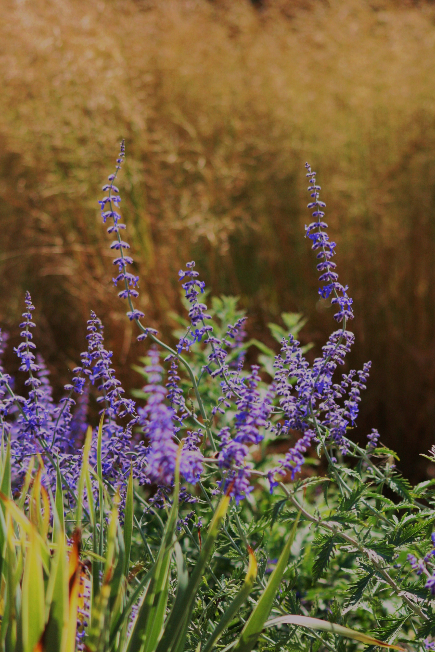 Солнцелюбивые растения для сада: 11 сценариев посадки