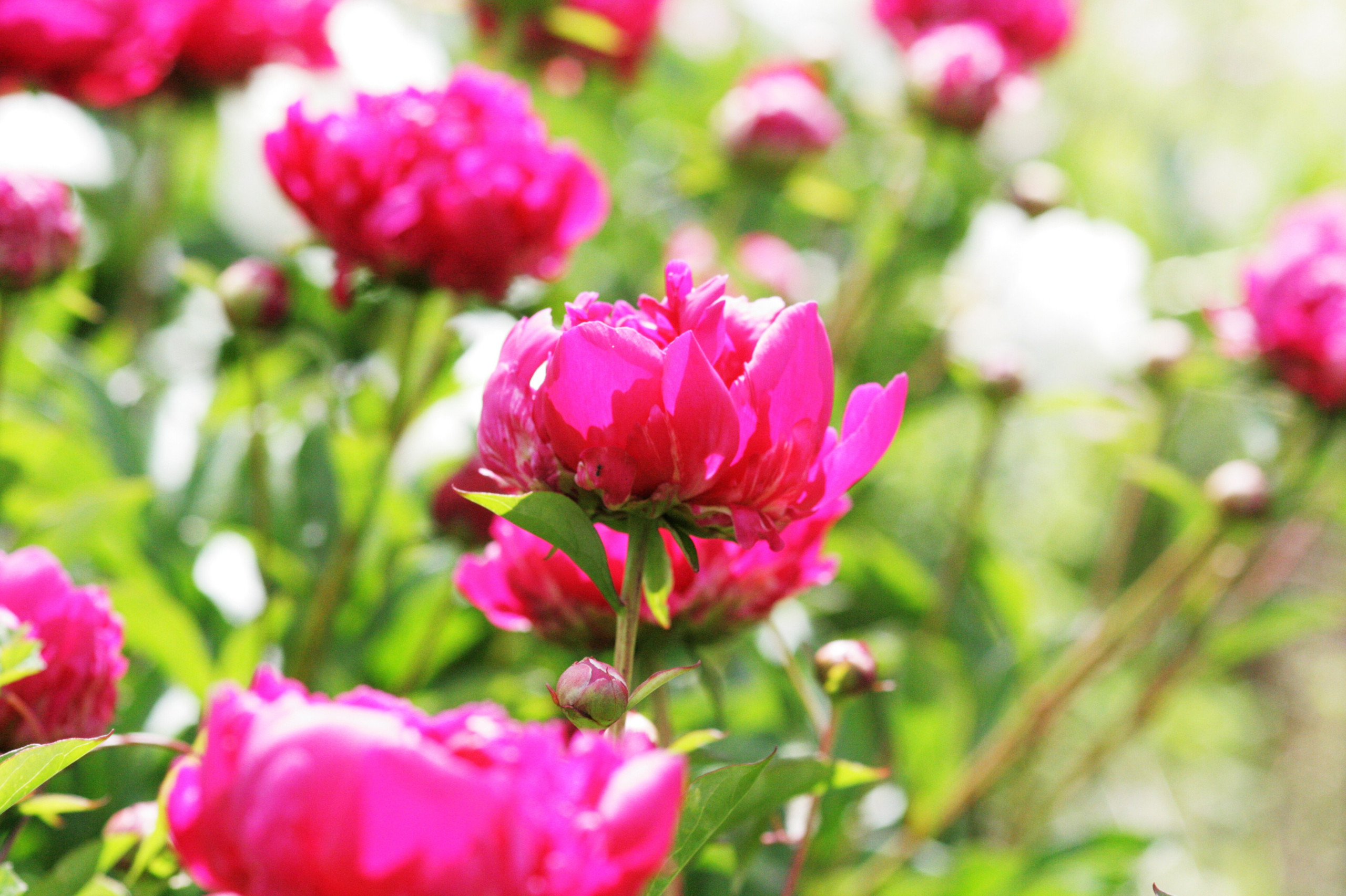 Хороший вопрос: Что посадить — однолетники или многолетники?