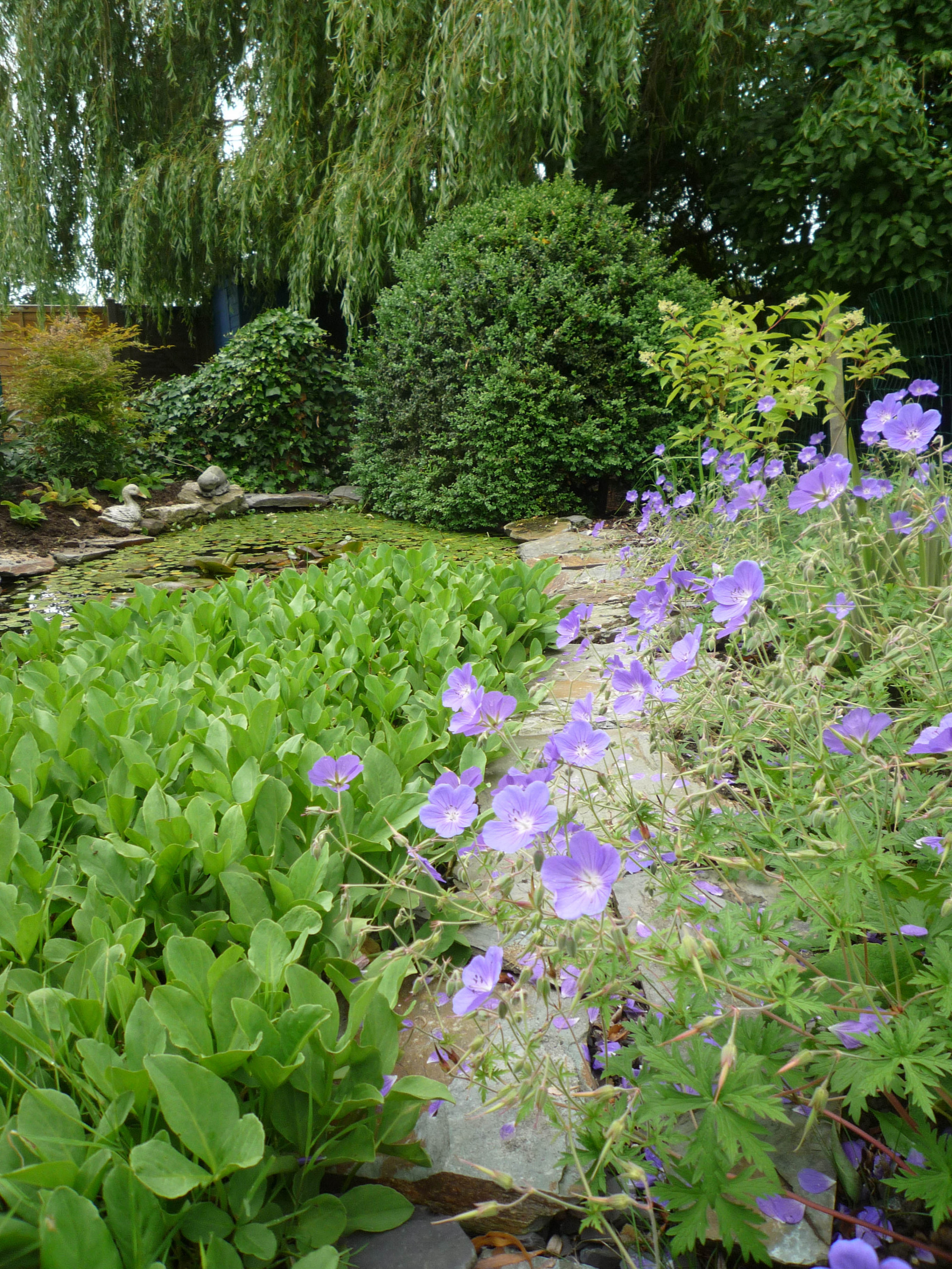 22 красиво цветущих растения для сырых и влажных мест в вашем саду