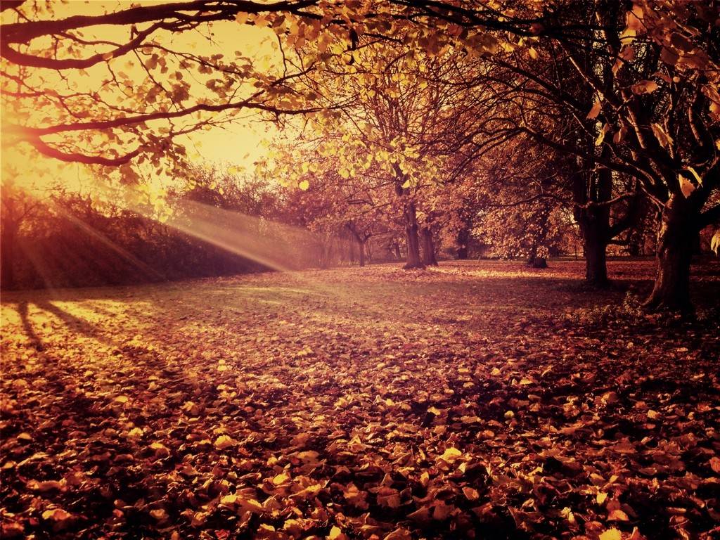 Houzz call: Покажите нам золотую осень, которую вы видите из окна