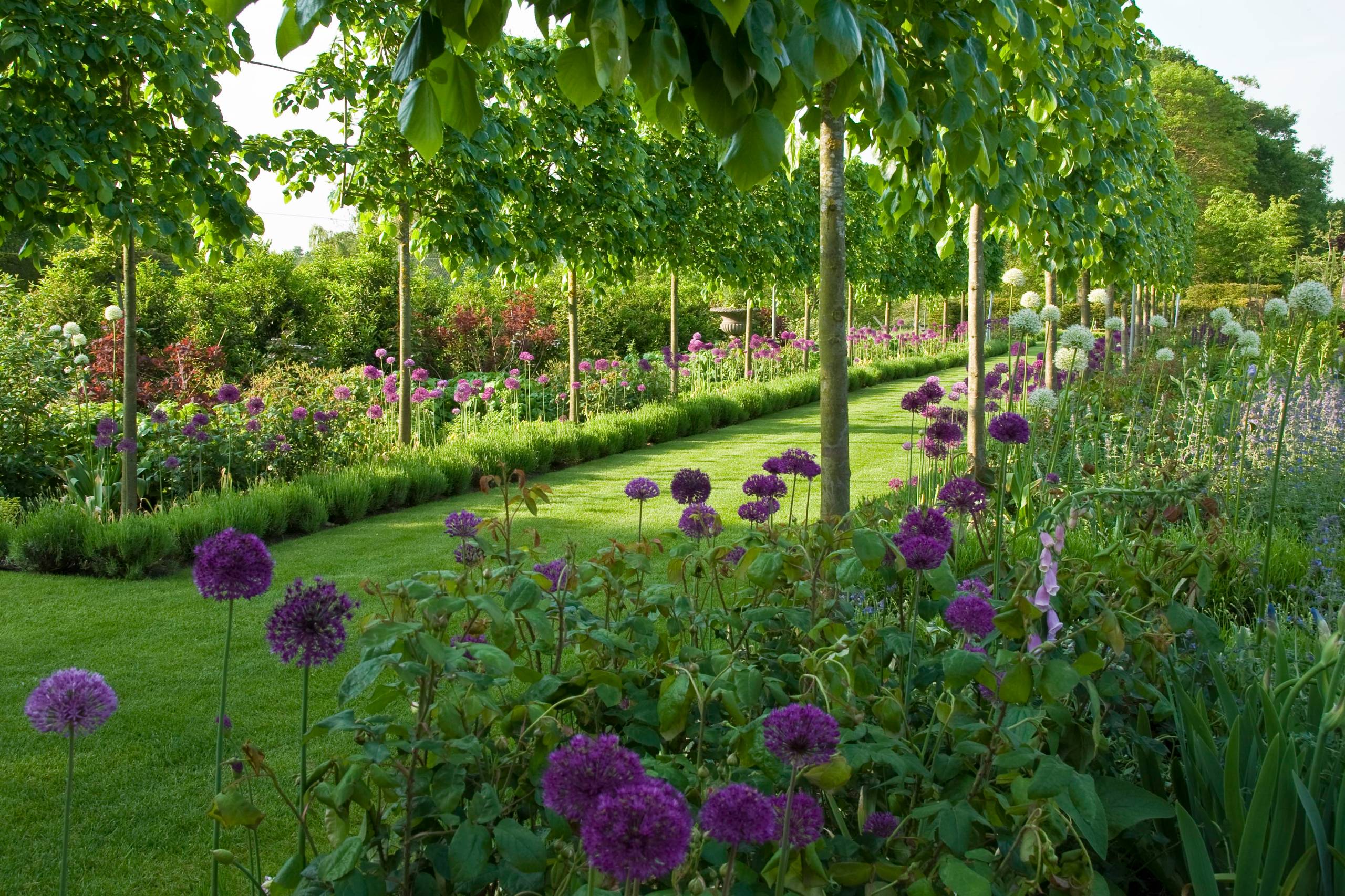 Шпалера в саду: Как вырастить деревья необычной формы