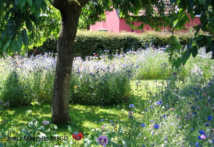 Сад легкого ухода: Луг вместо газона