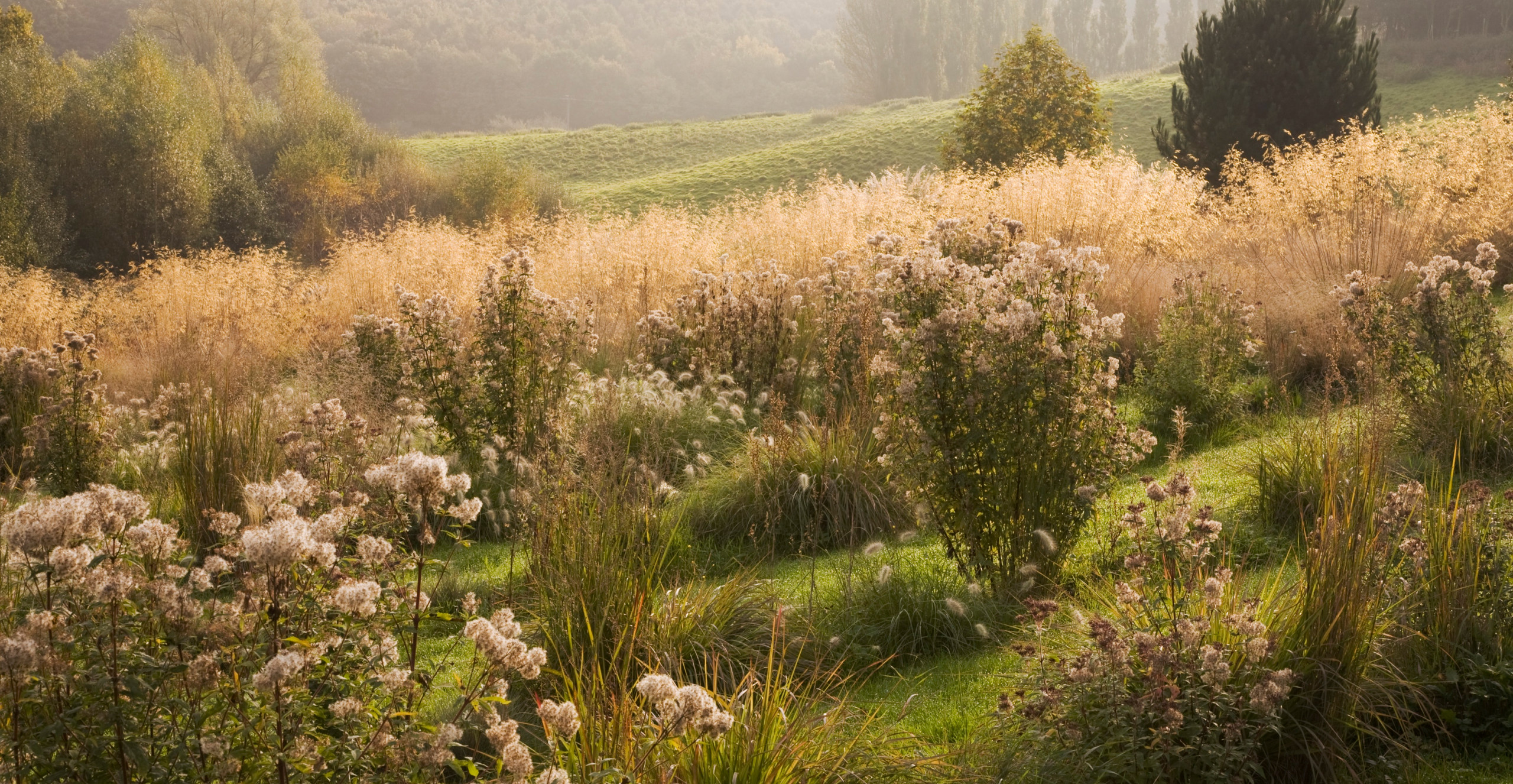 Сад легкого ухода: Луг вместо газона