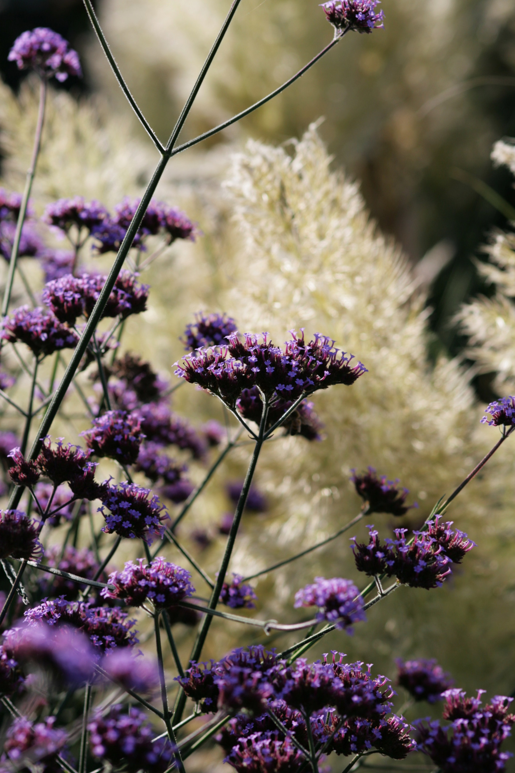 Что посадить: Сухоцветы для букетов и цветника