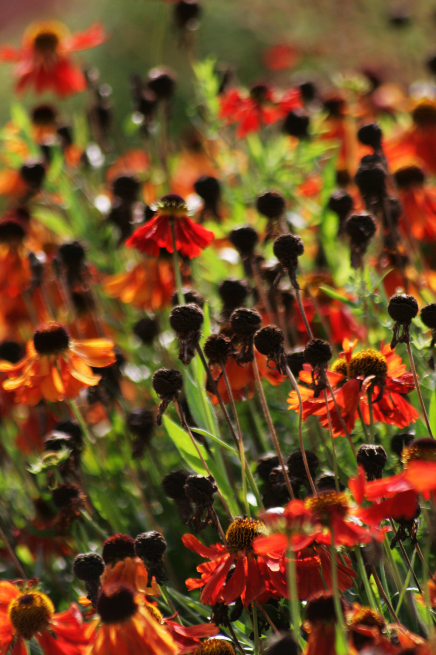 Что посадить: Сухоцветы для букетов и цветника