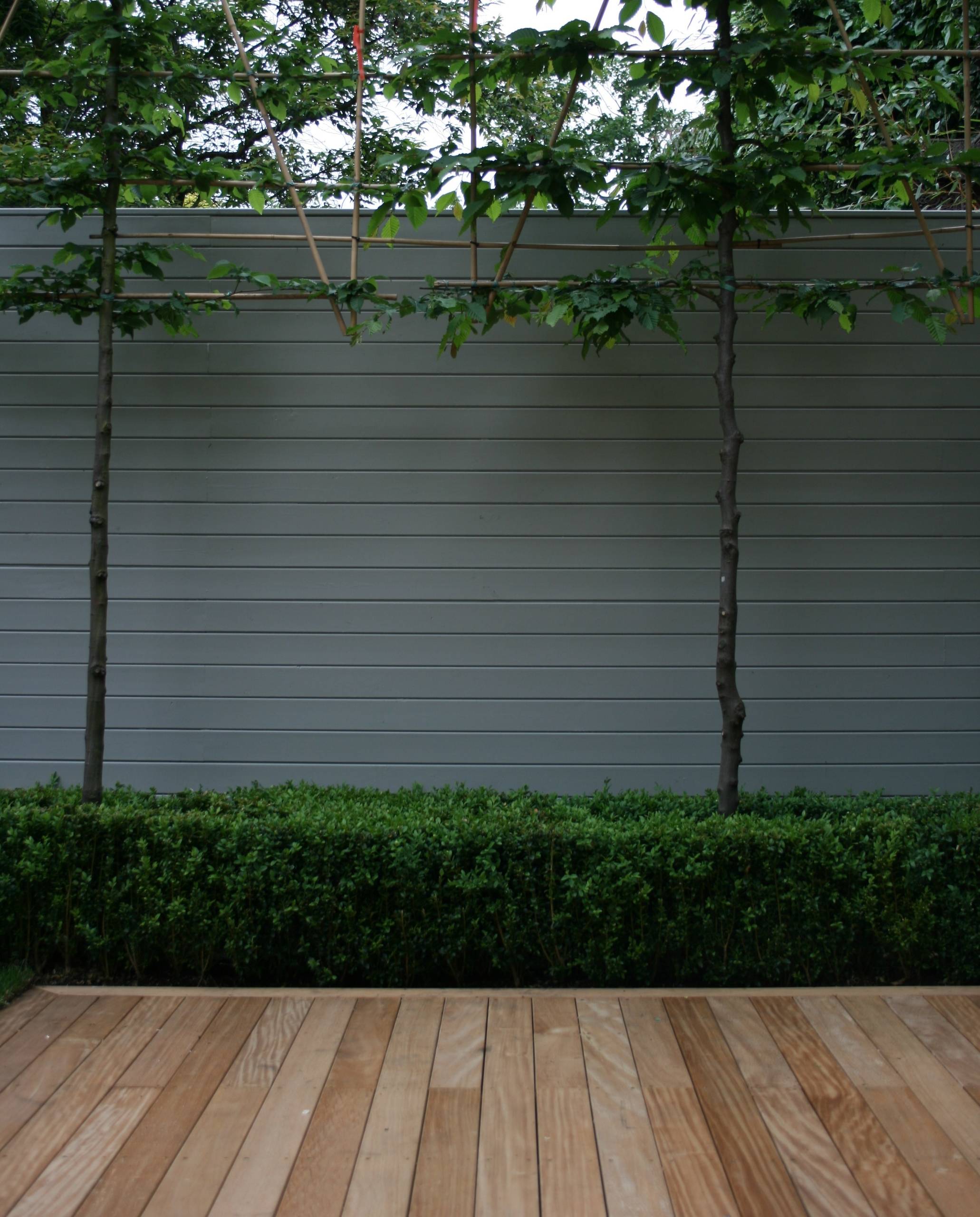 Шпалера в саду: Как вырастить деревья необычной формы