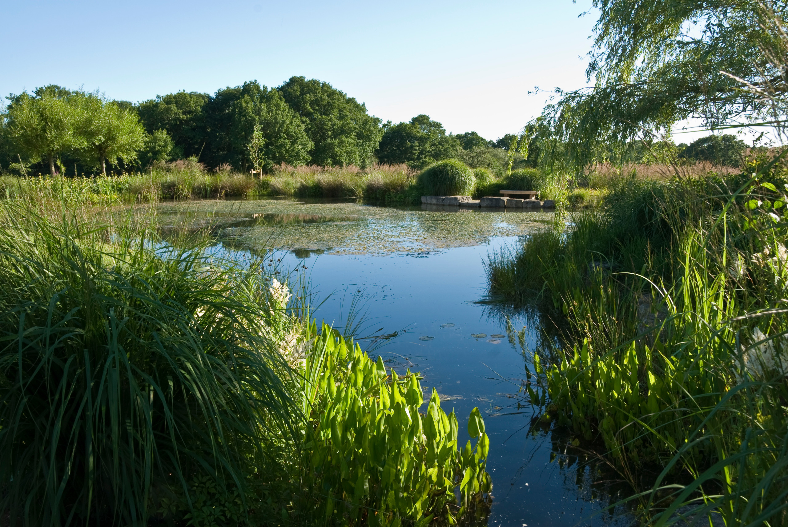 Концы в воду: Декоративные растения для оформления пруда