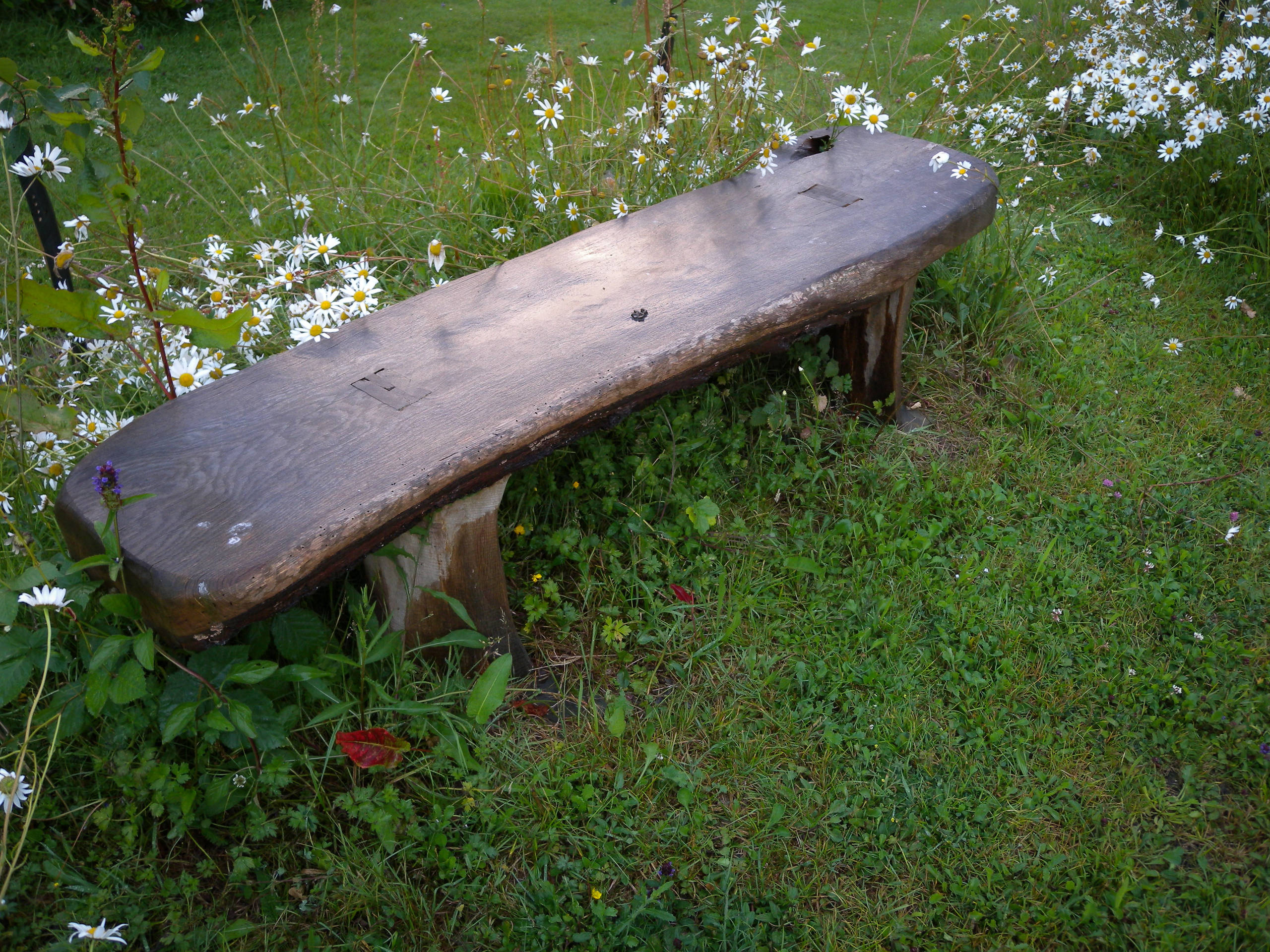 Сад легкого ухода: Луг вместо газона