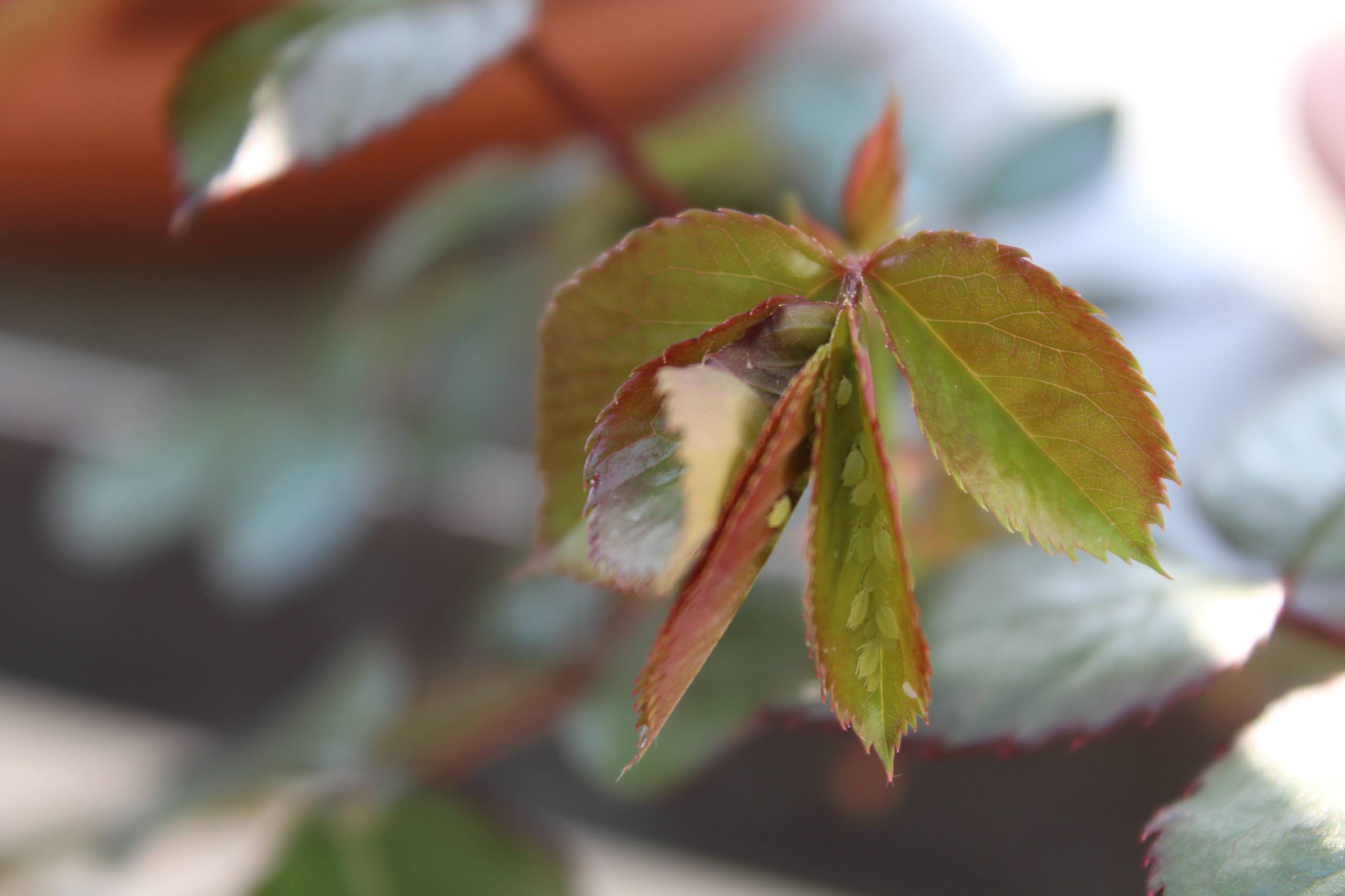 Работа над ошибками: Что пошло не так с розами