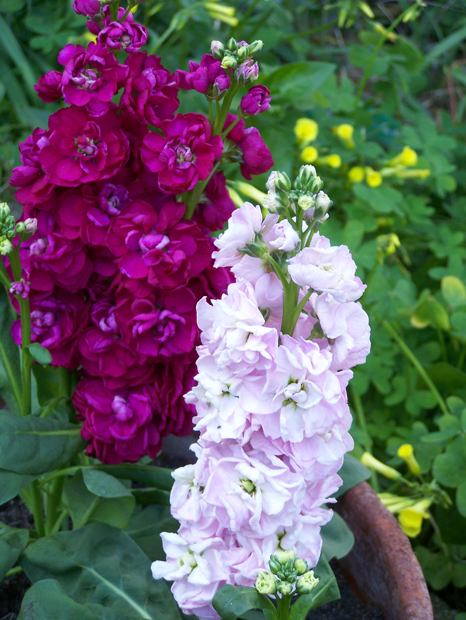 Хороший вопрос: Как создать арома-сад на даче