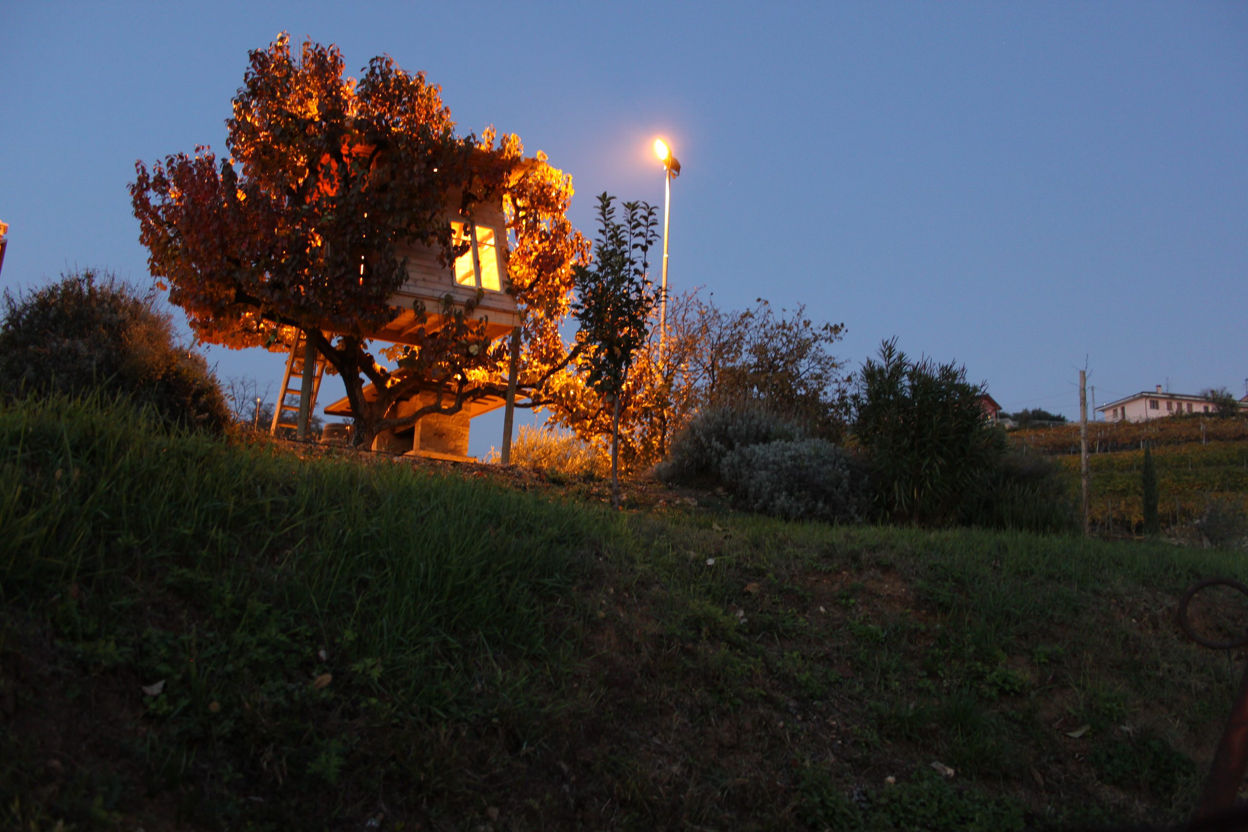 Мир дизайна: 10 домов на деревьях — на радость детям и взрослым