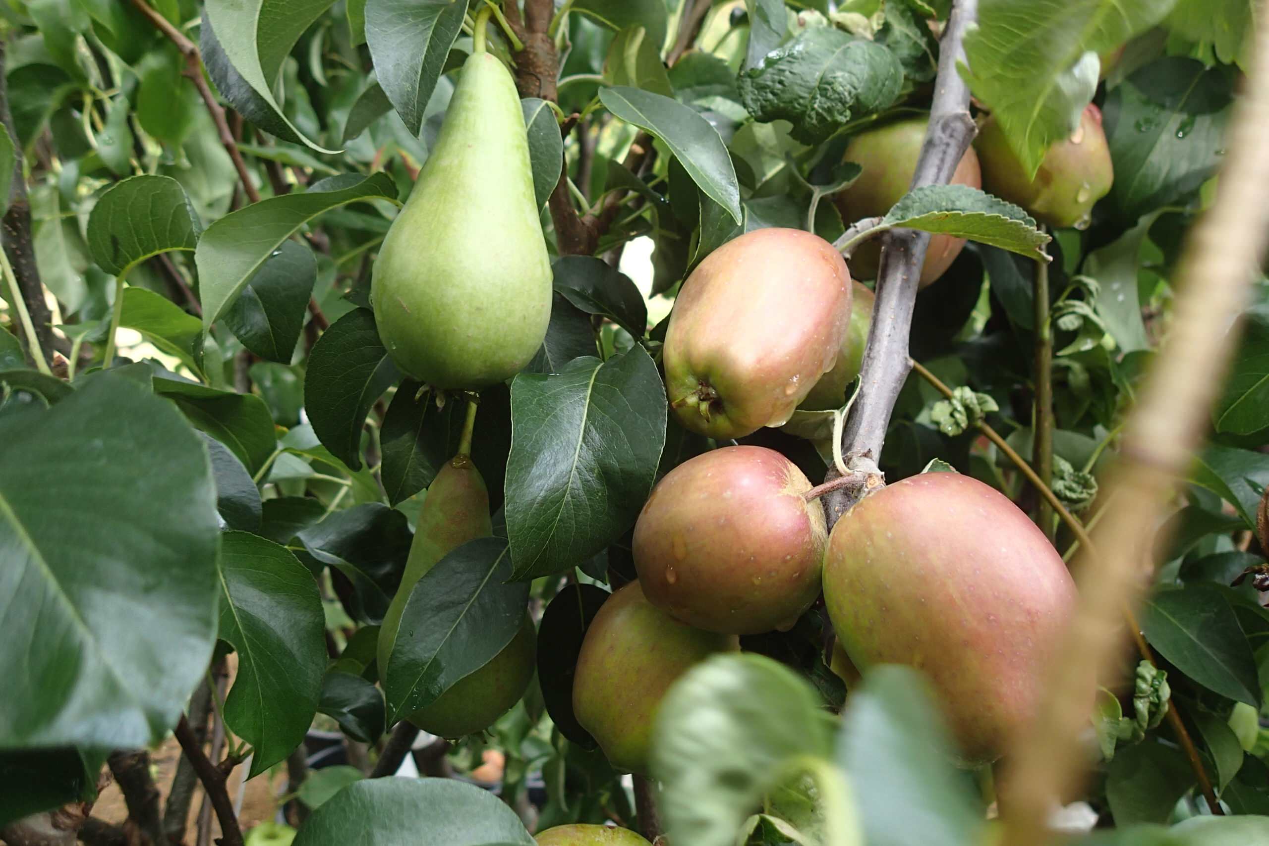 Хороший вопрос: Для чего нужна дача