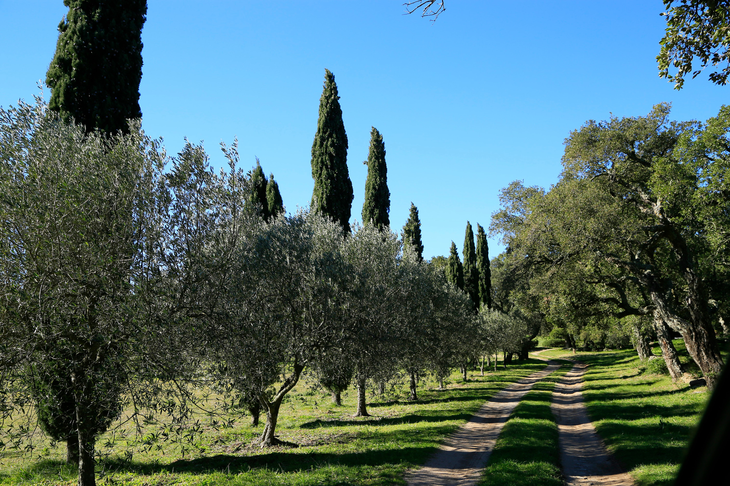 Феномен: Средиземноморские сады во французском стиле