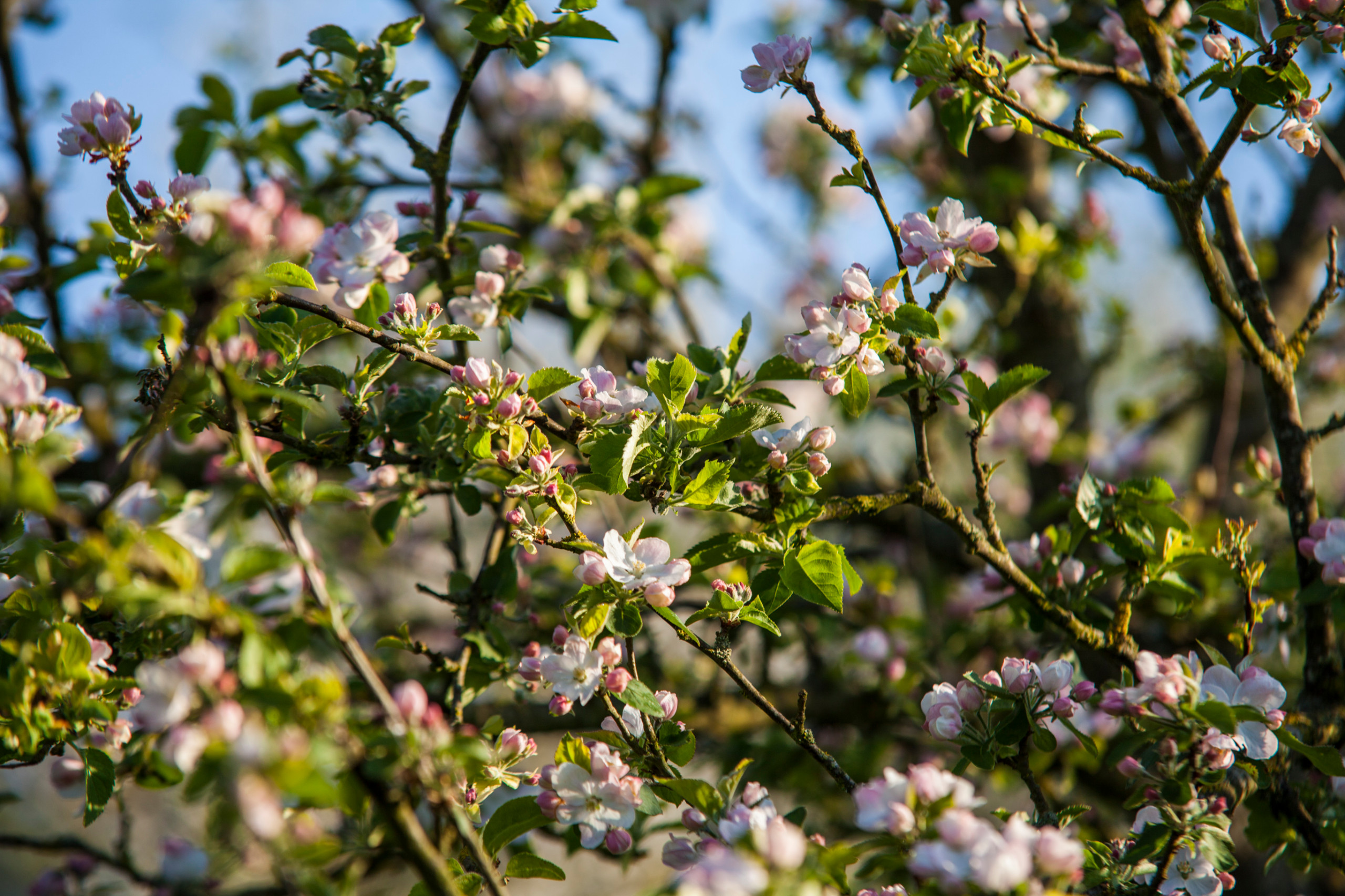 Работа над ошибками: Что пошло не так с плодовыми