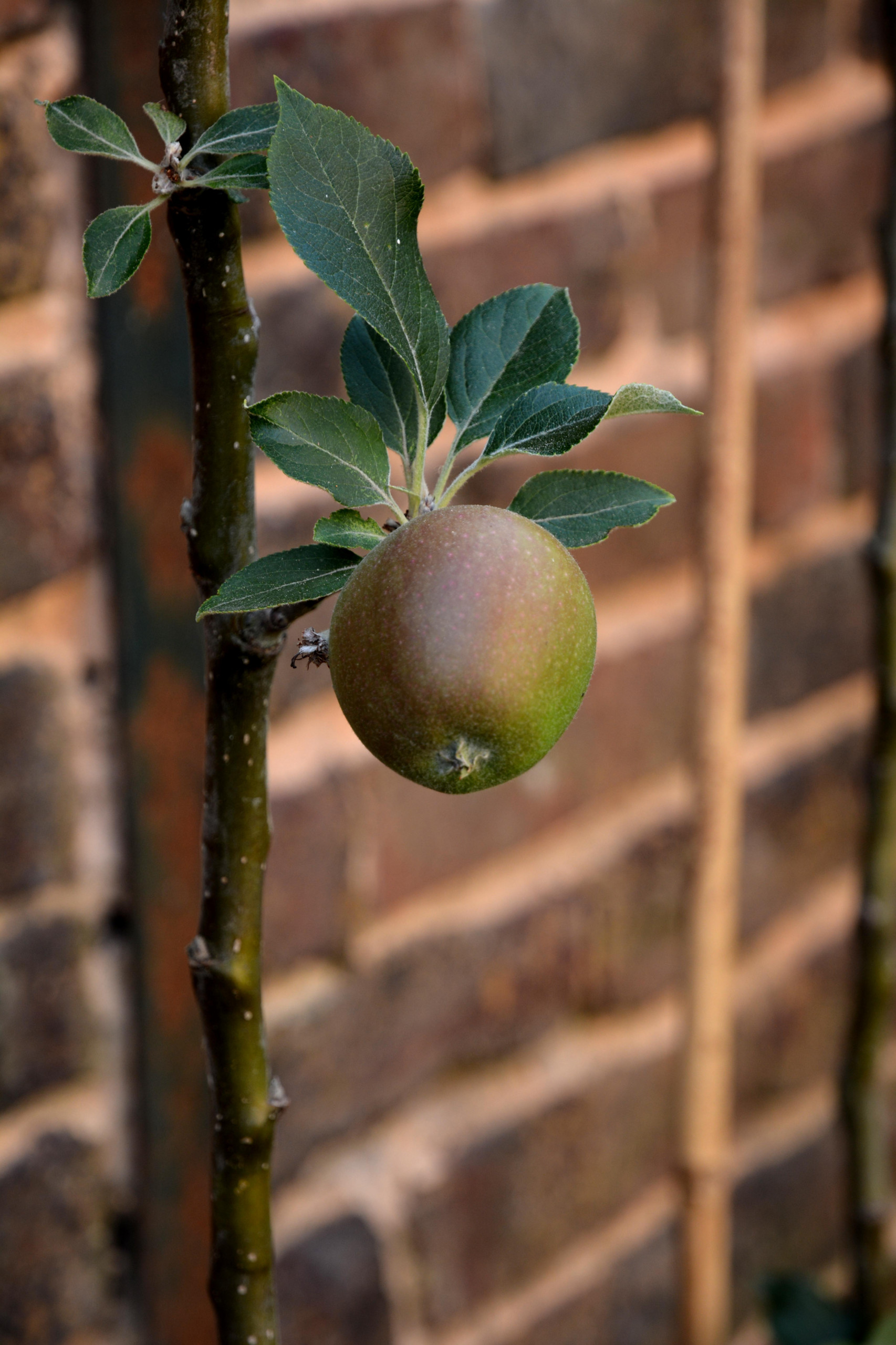 Работа над ошибками: Что пошло не так с плодовыми
