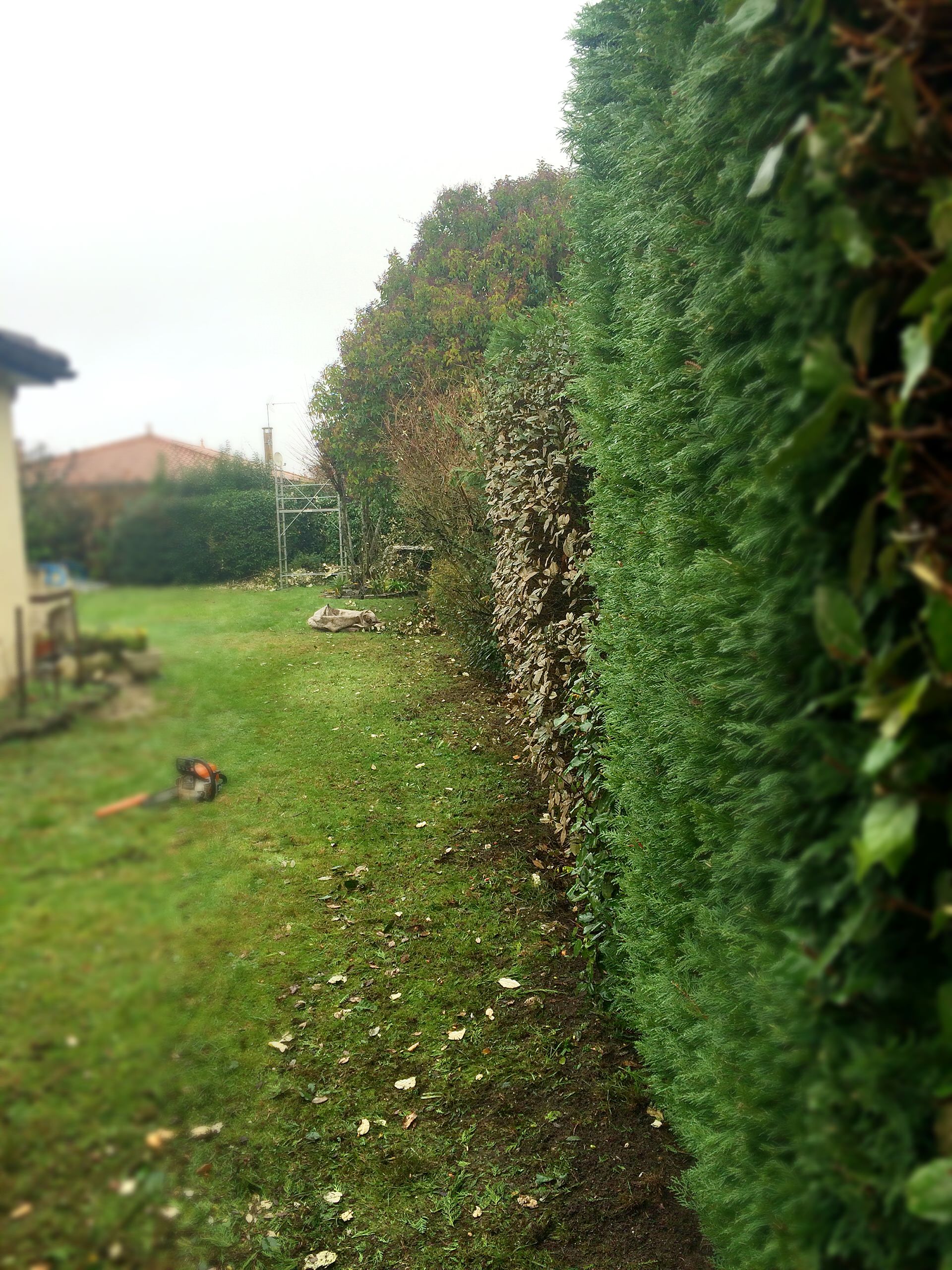 Живая изгородь: 7 насущных вопросов