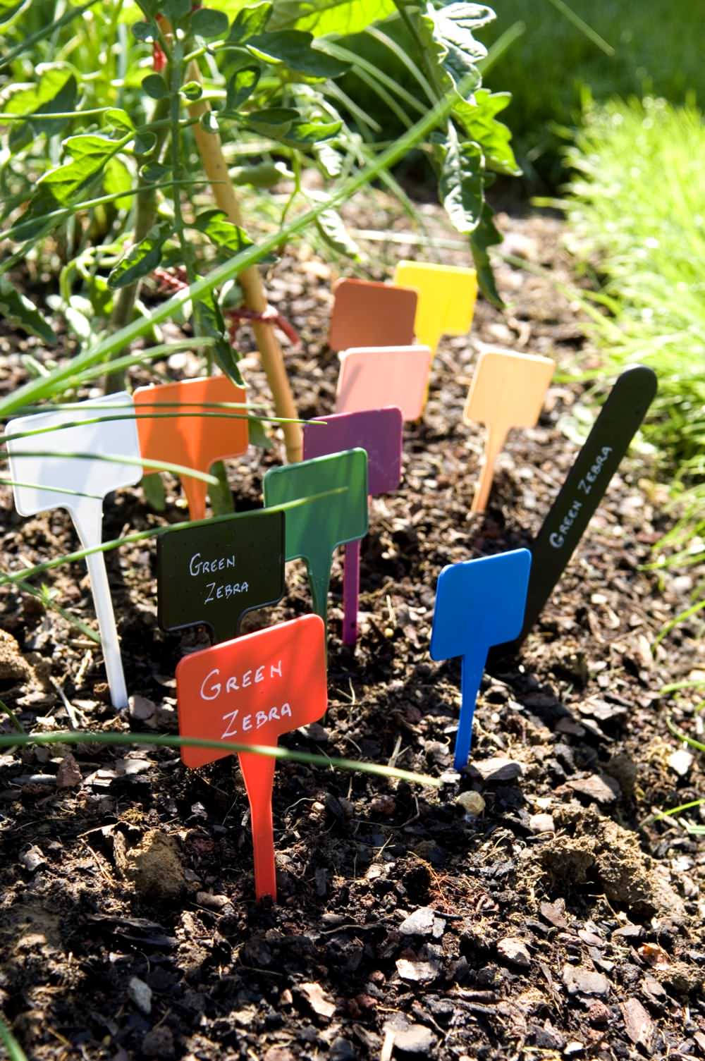 Для новичков: Когда сеять семена на рассаду — гид по месяцам