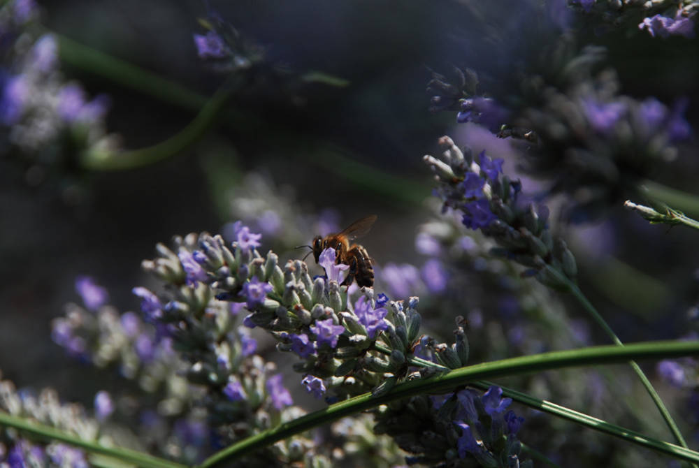 Хороший вопрос: Как создать арома-сад на даче