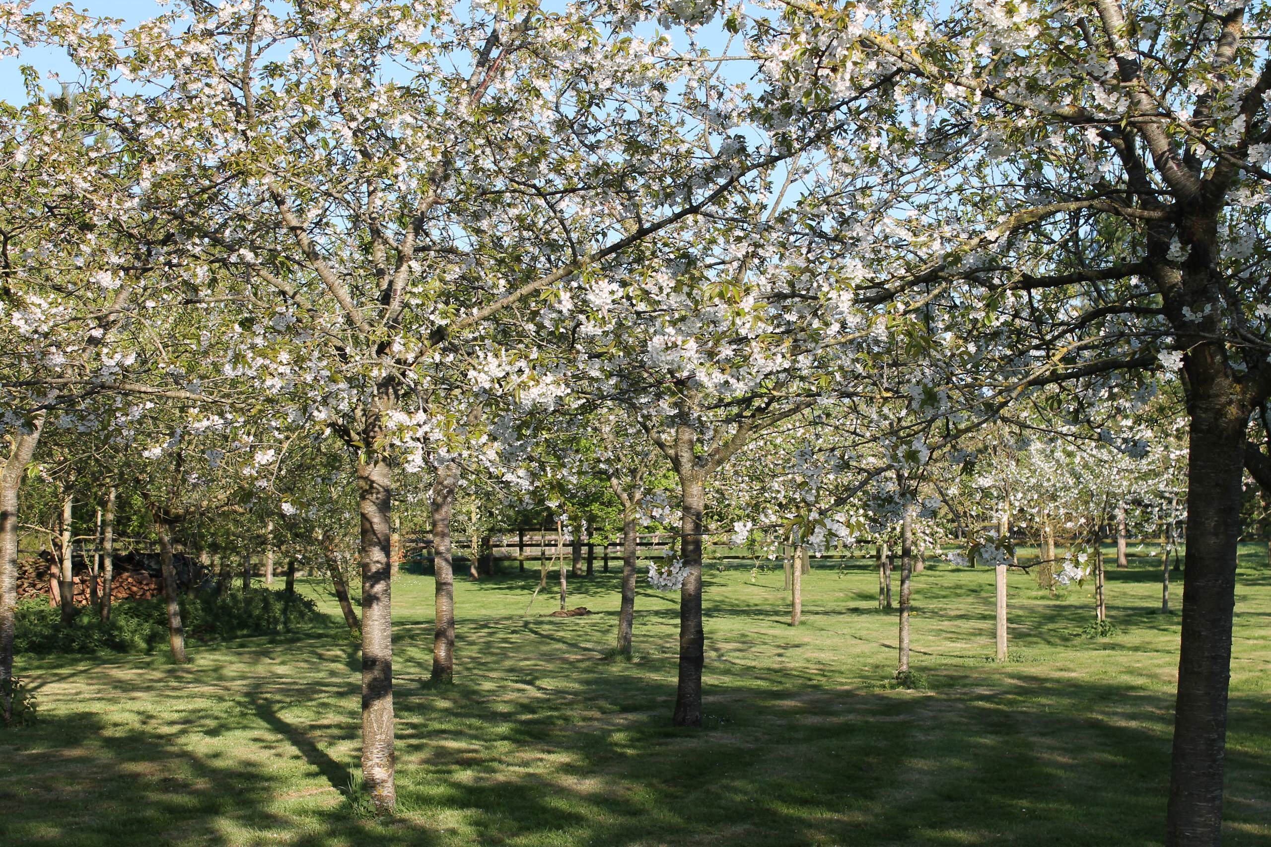 Работа над ошибками: Что пошло не так с плодовыми