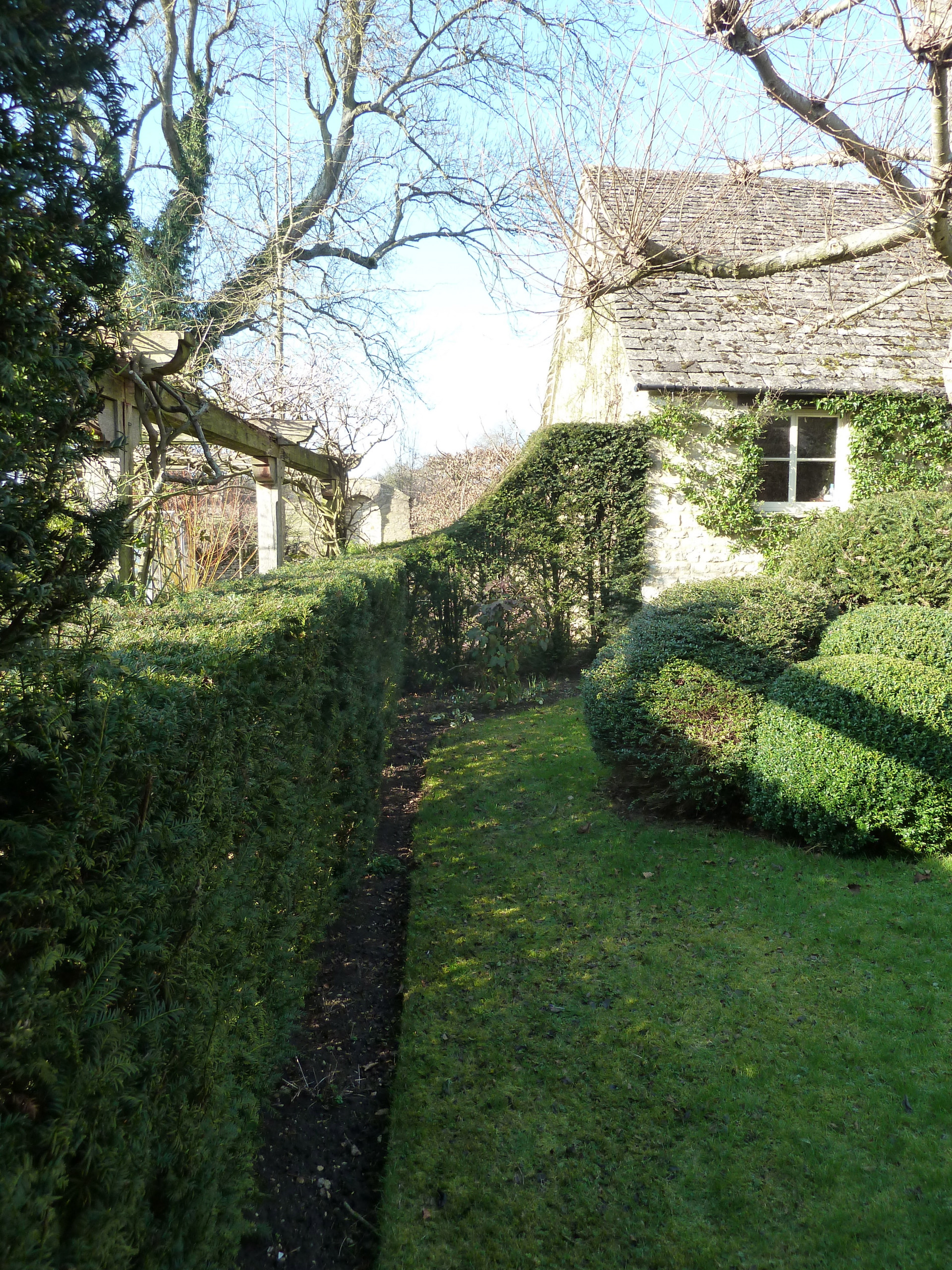 Живая изгородь: 7 насущных вопросов