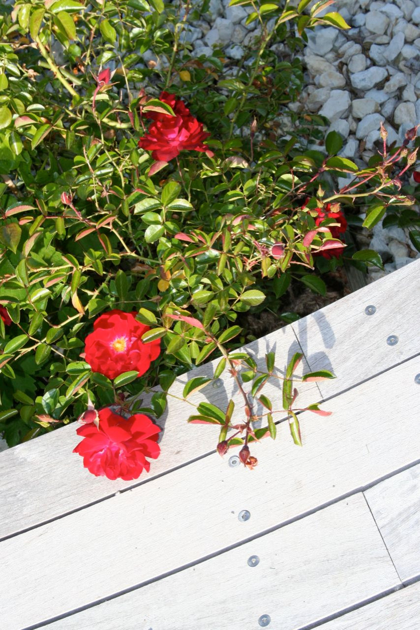 Работа над ошибками: Что пошло не так с розами