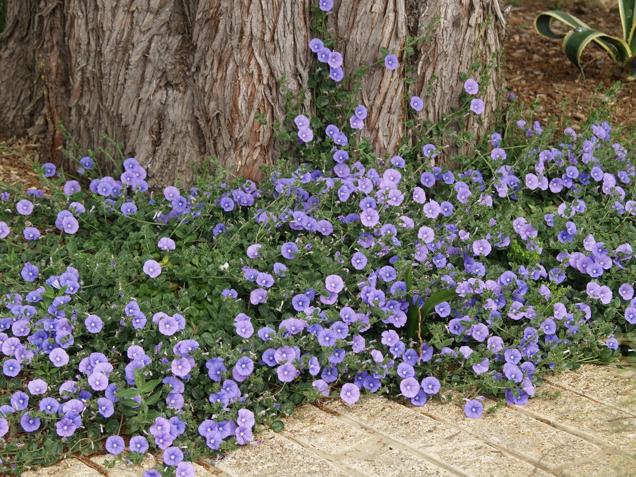 Почвопокровные растения: Зеленый ковер для сада