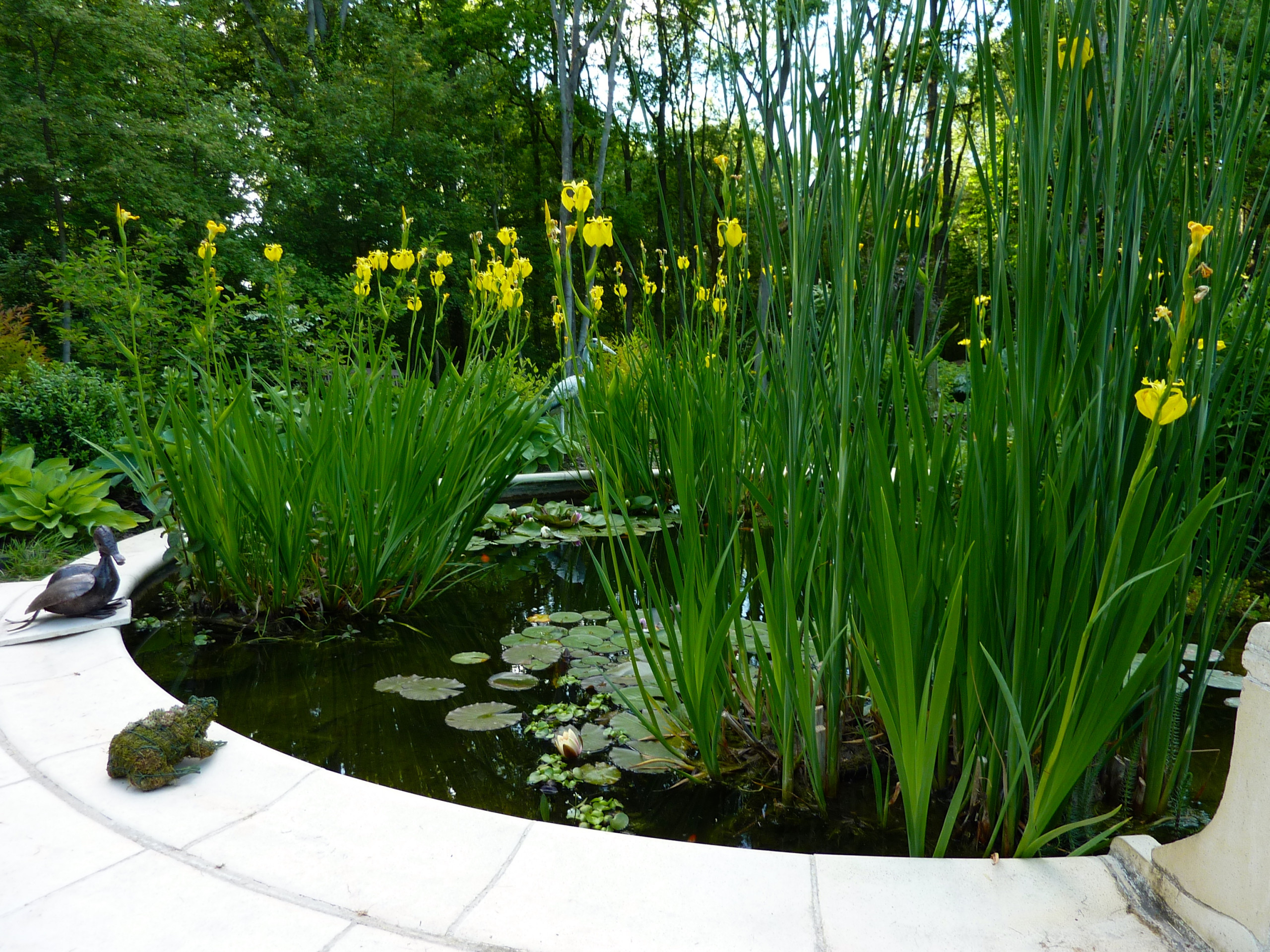 Концы в воду: Декоративные растения для оформления пруда