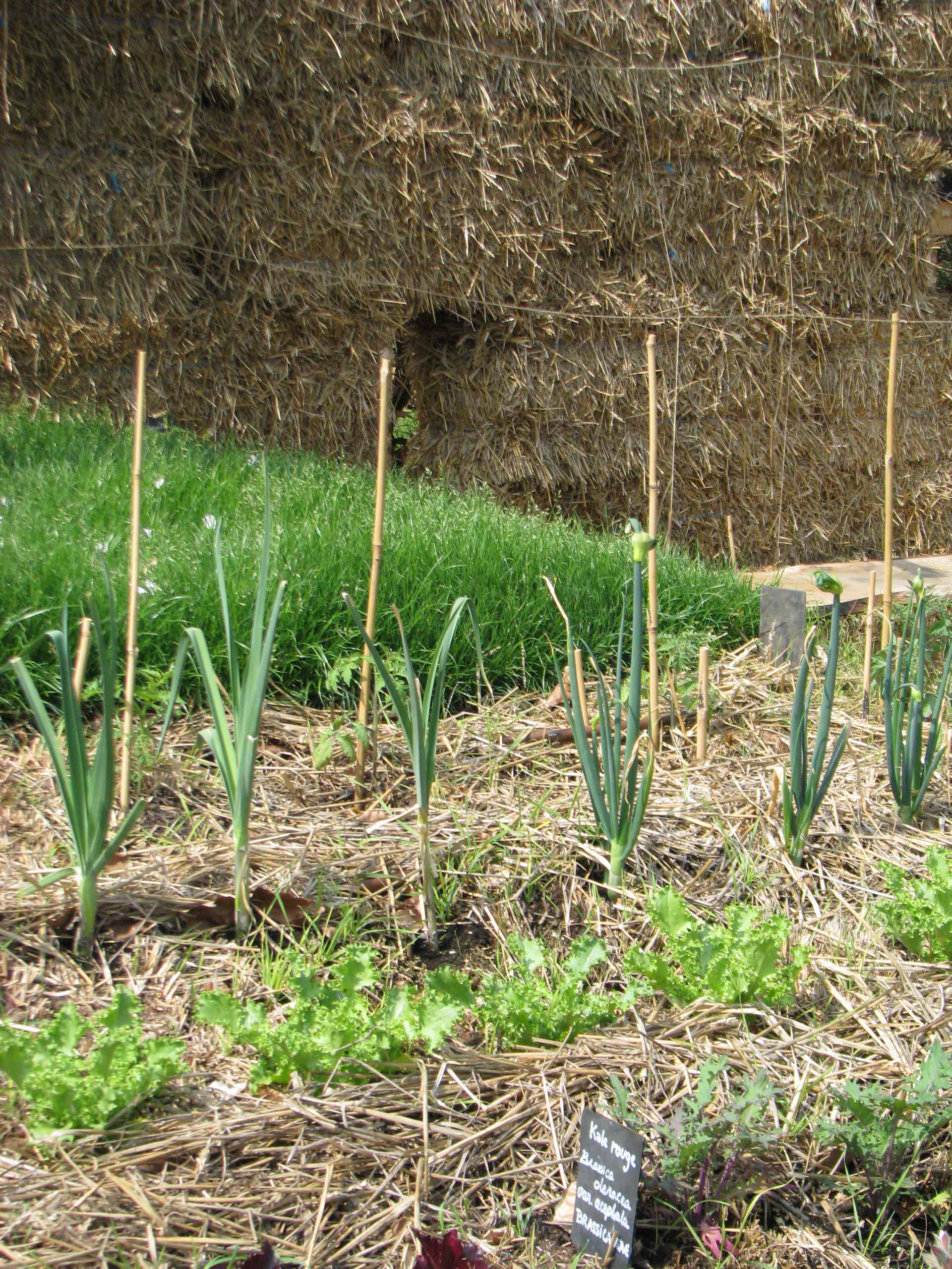 Всё о рассаде: 12 ответов на актуальные вопросы