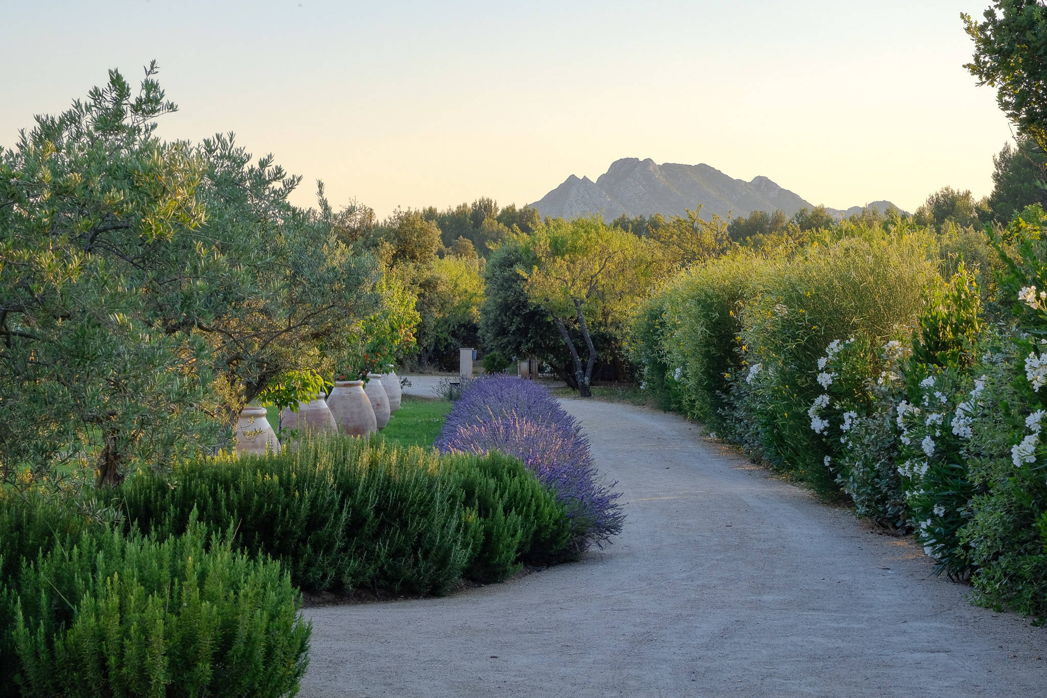 Феномен: Средиземноморские сады во французском стиле