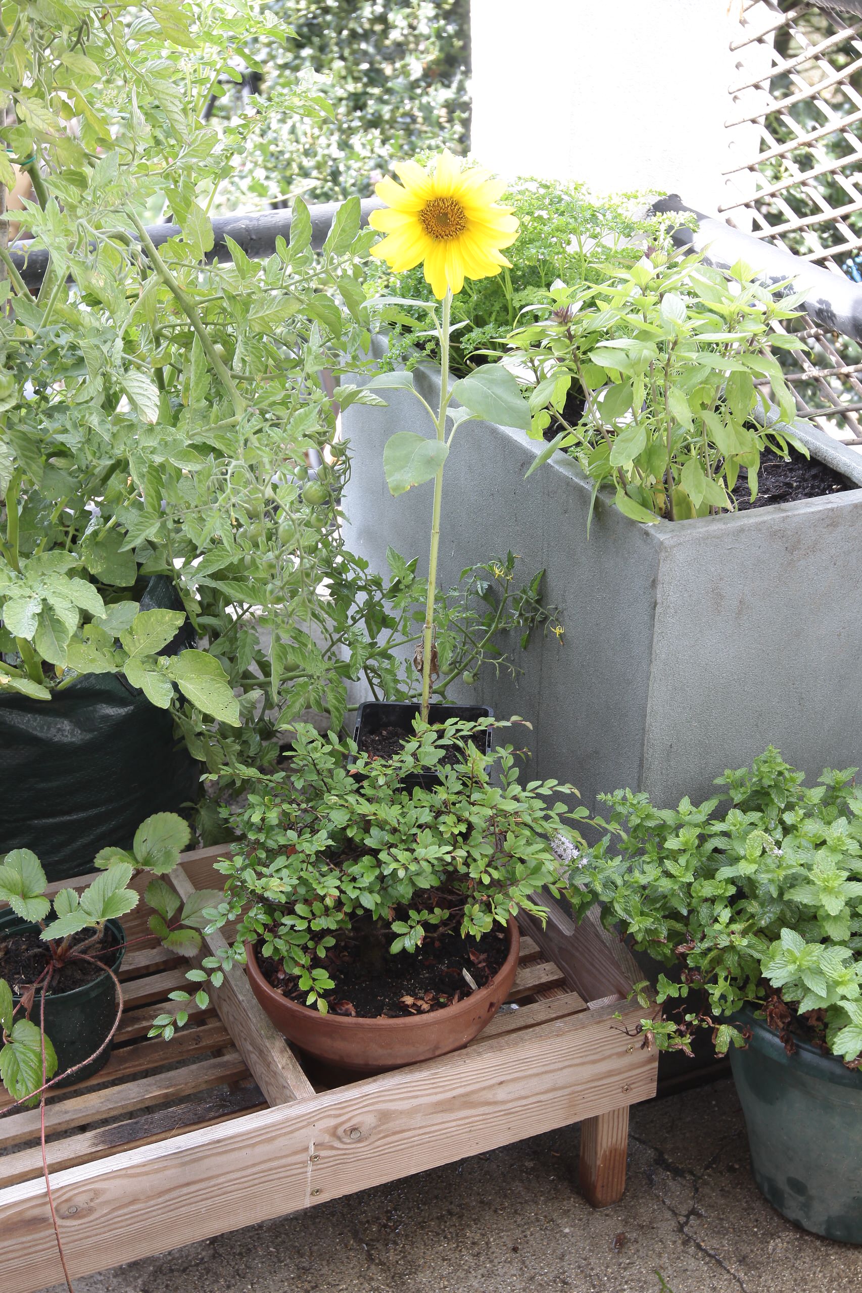 Мир дизайна: 10 огородников-любителей показывают урожай со своих грядок