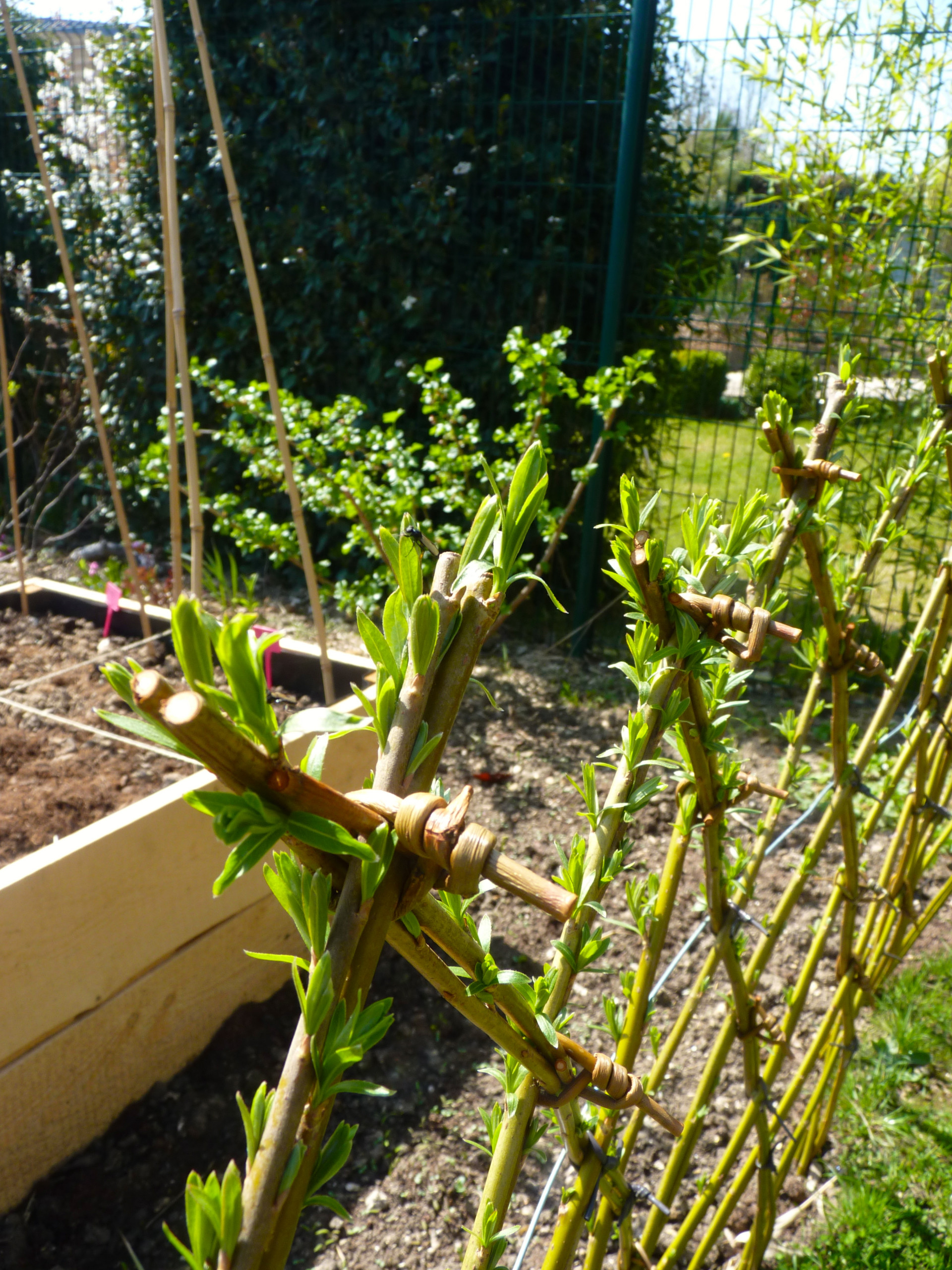На прививку становись: Зачем и как прививают деревья