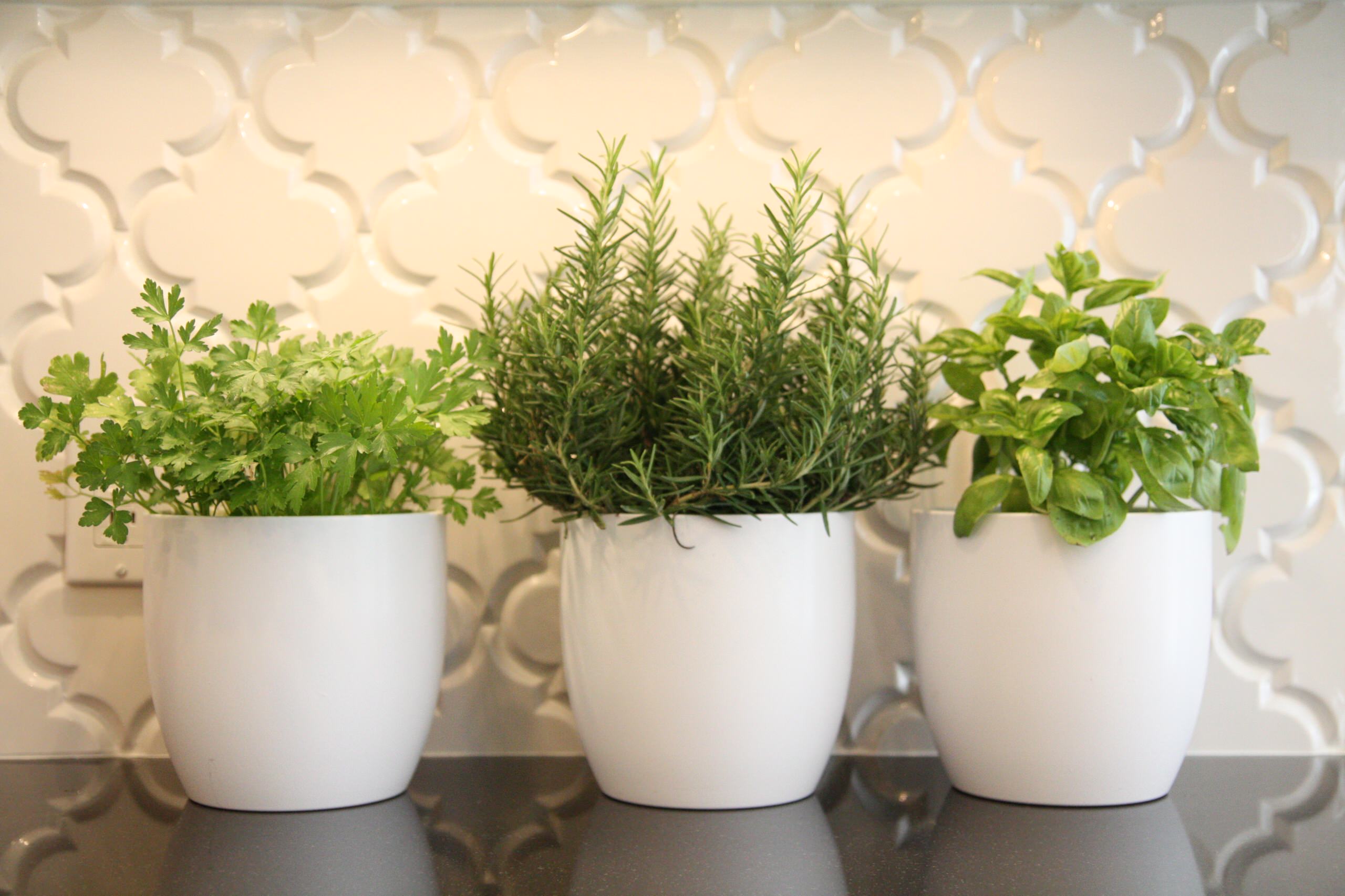 Как комнатные растения могут улучшить нашу жизнь