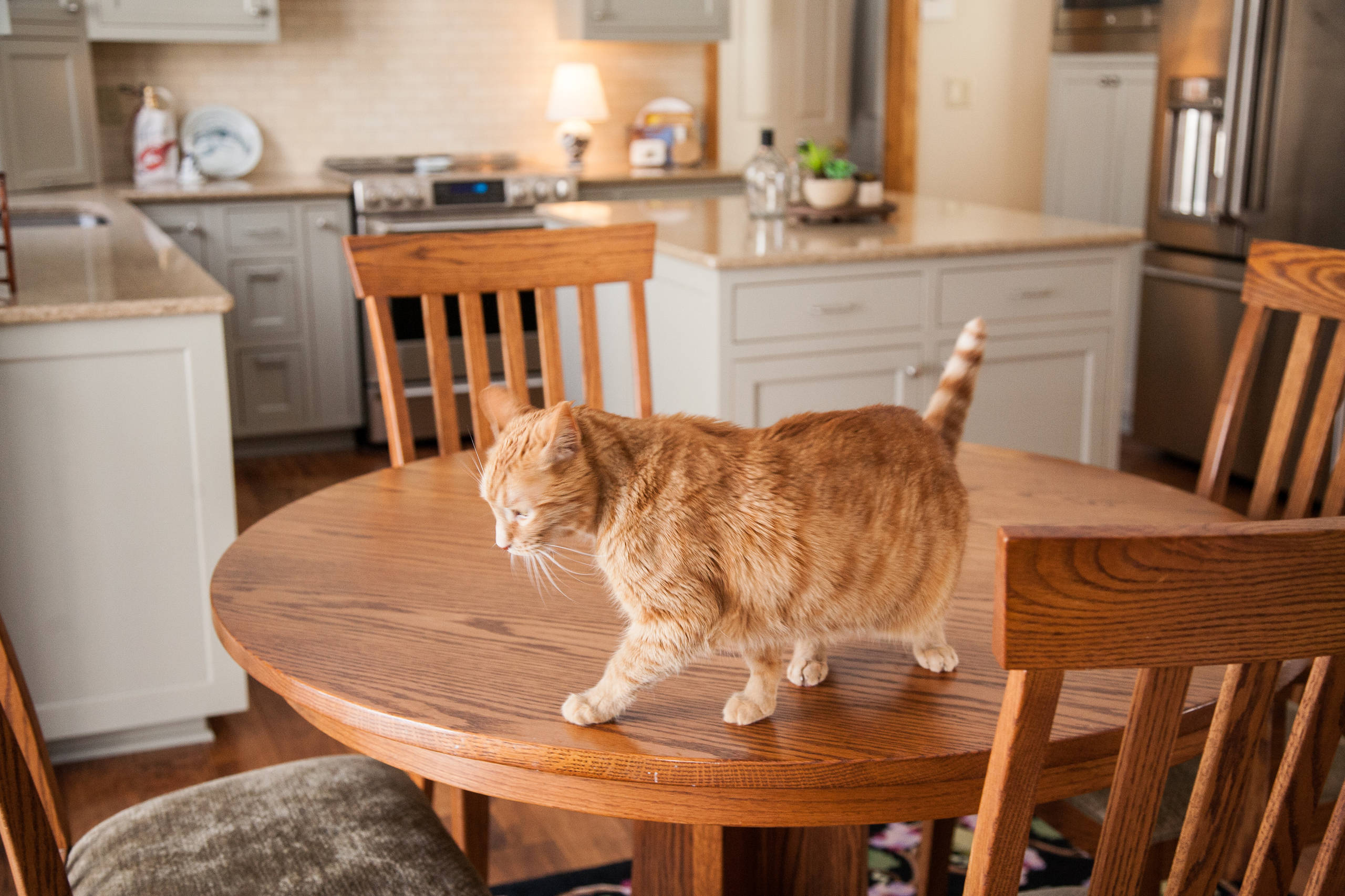 Из одного теста: Домашние животные и интерьеры