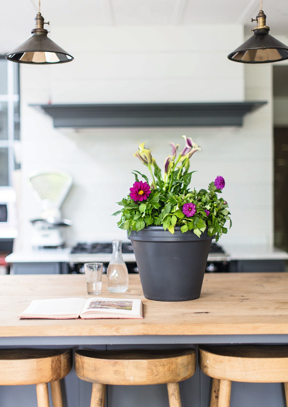 Счастливые комнатные растения — счастливые хозяева