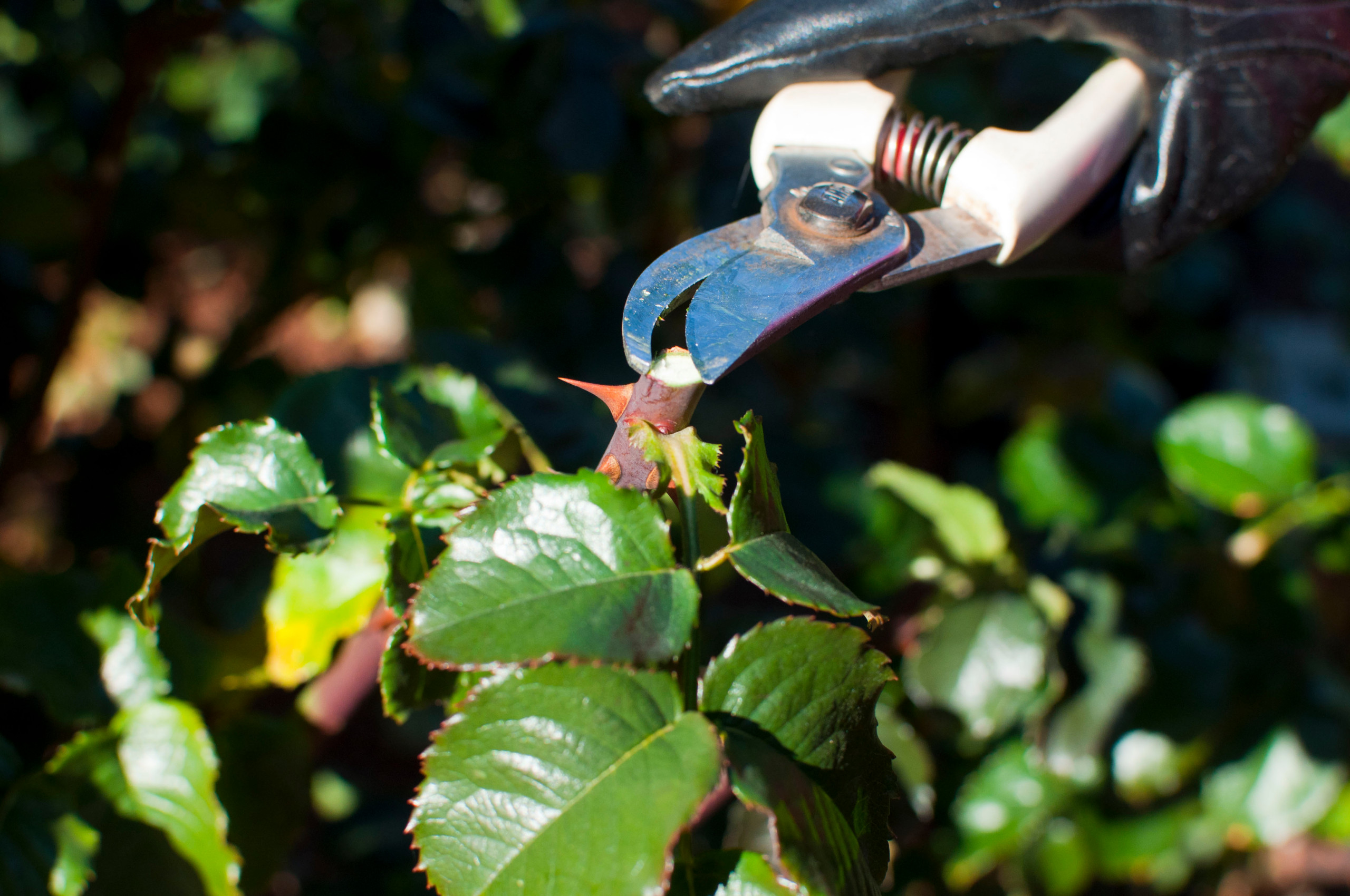 Работа над ошибками: Что пошло не так с розами