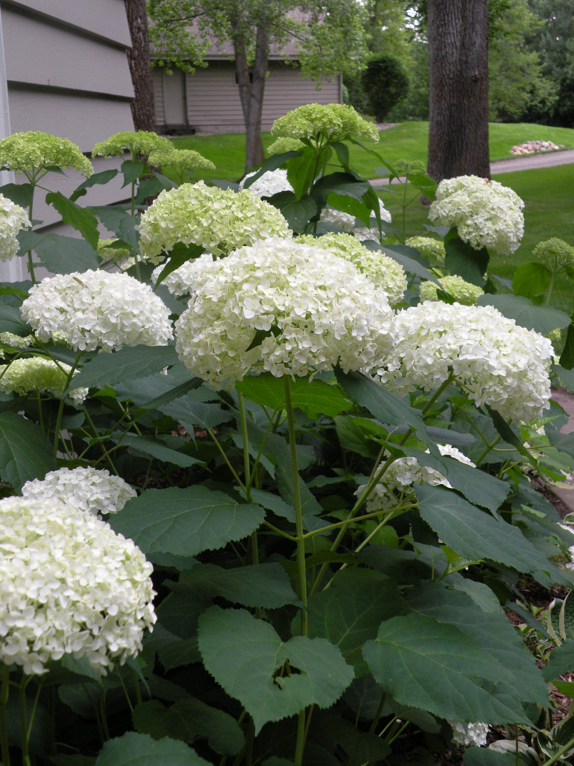 Готовимся к зиме: Последние приготовления в саду и в огороде