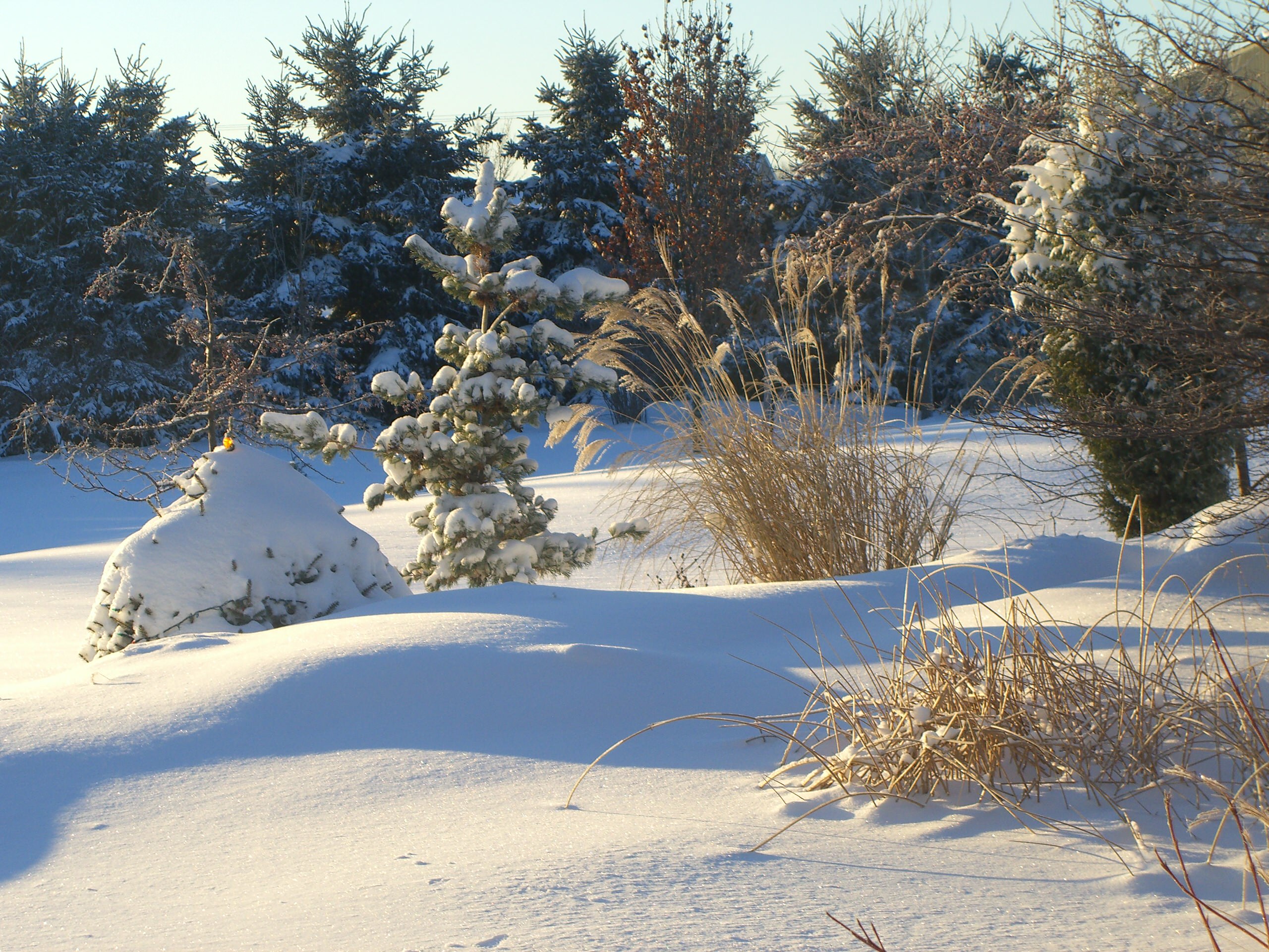 Тренд: Убирать миксбордеры по осени уже не модно