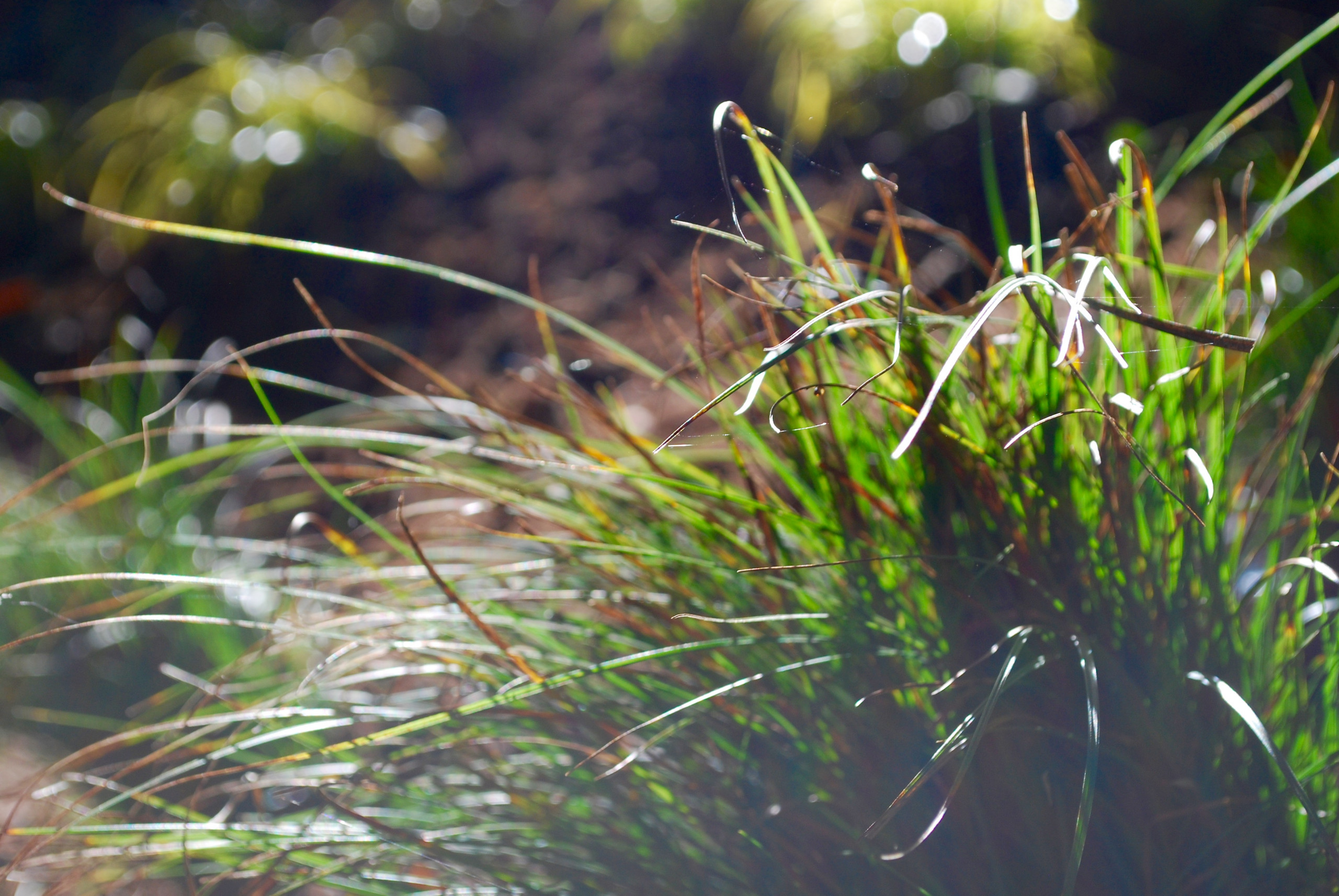 Сила трав: Календарь садовода на июнь