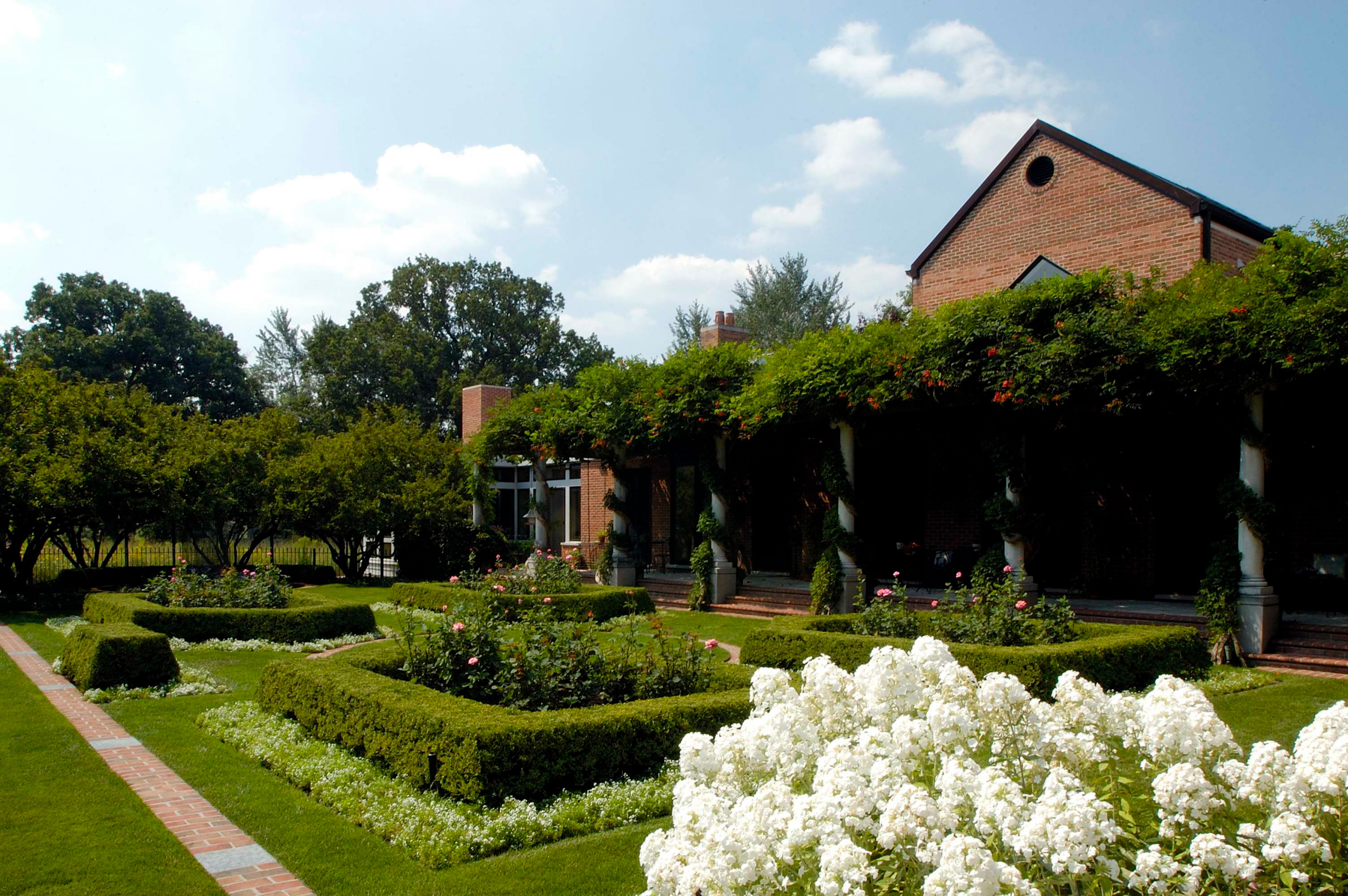 Растение месяца: Флокс метельчатый