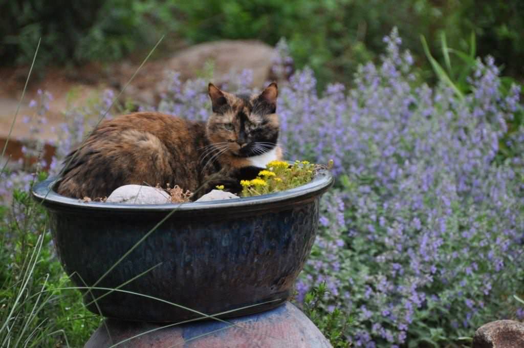 Как правильно: Выбрать растения для сада будущего года