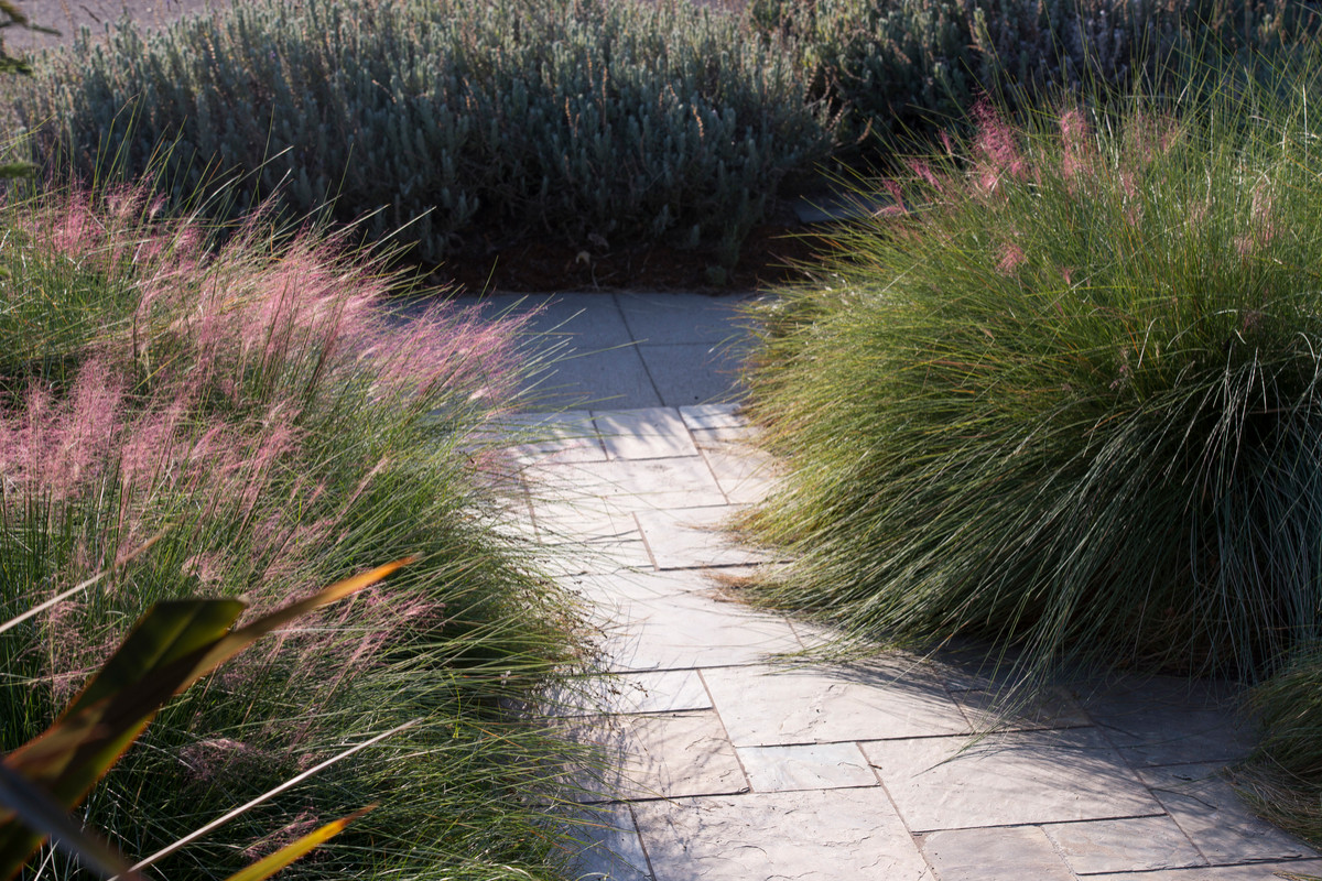 Что посадить: Сухоцветы для букетов и цветника