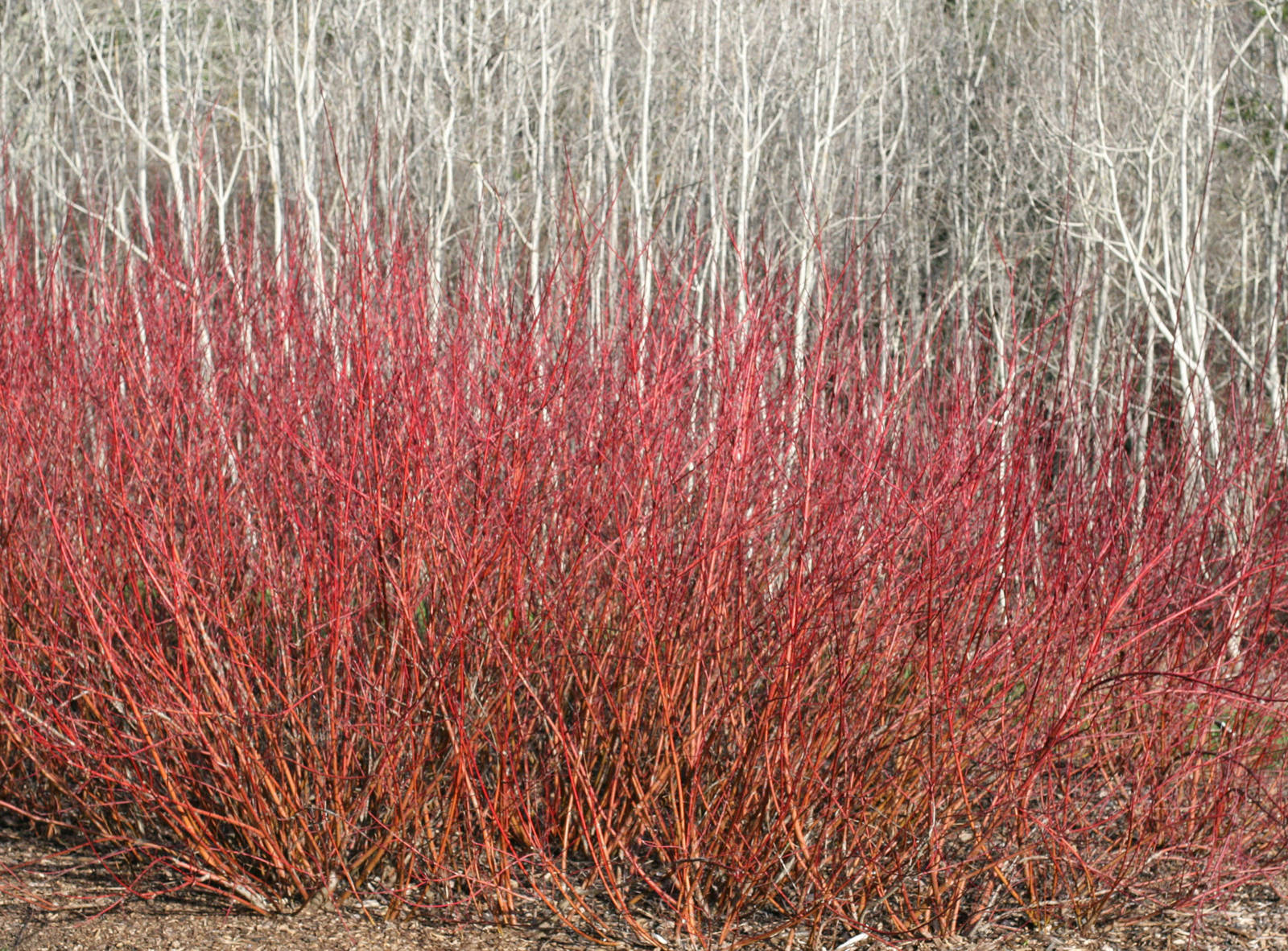 Снежный сад: Из чего складывается зимняя декоративность вашего участка