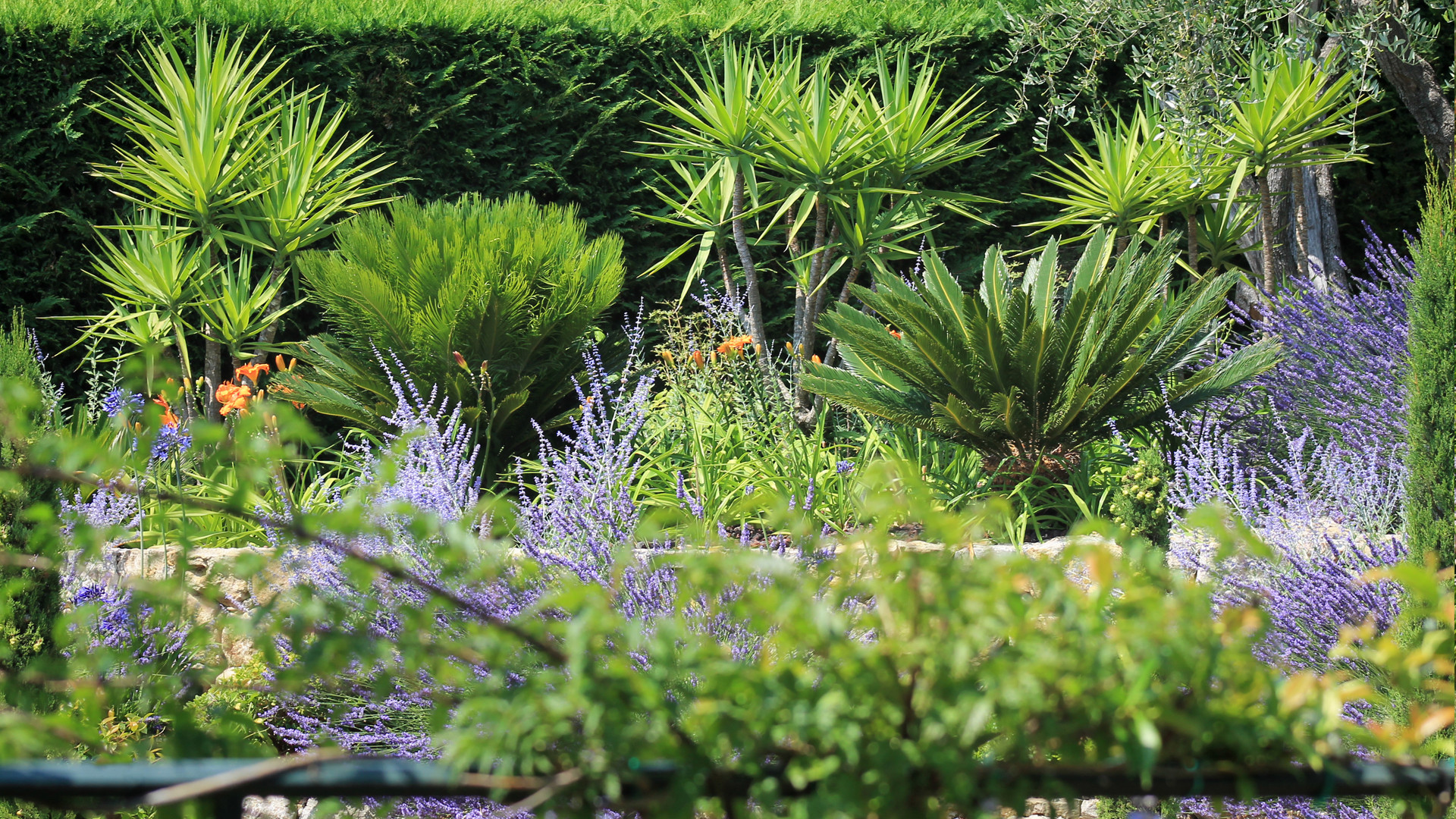 Феномен: Средиземноморские сады во французском стиле