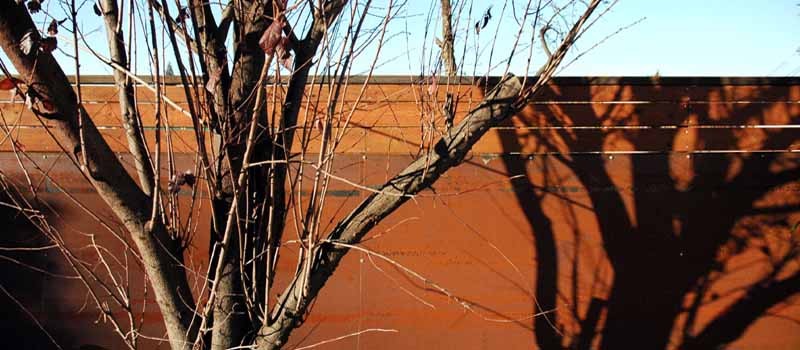 На прививку становись: Зачем и как прививают деревья